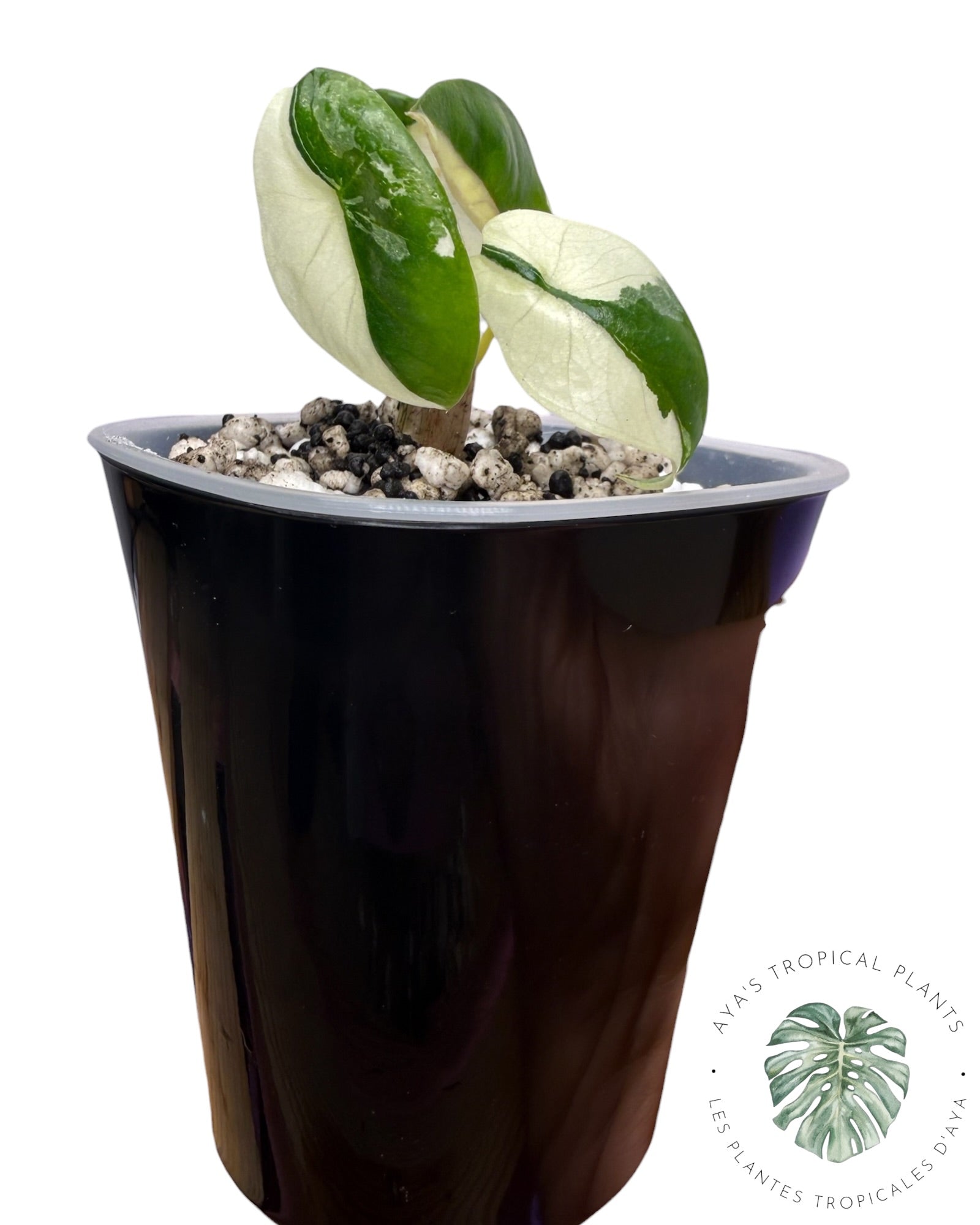 Alocasia Heterophylla Metallic Blue Albo