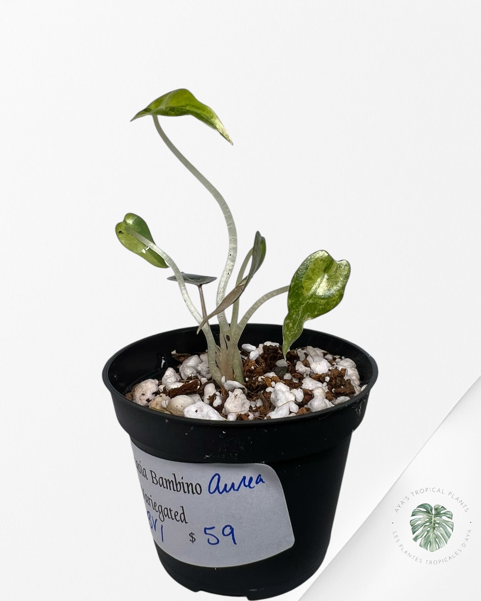 Alocasia Bambino Variegated (Aurea) - BV1