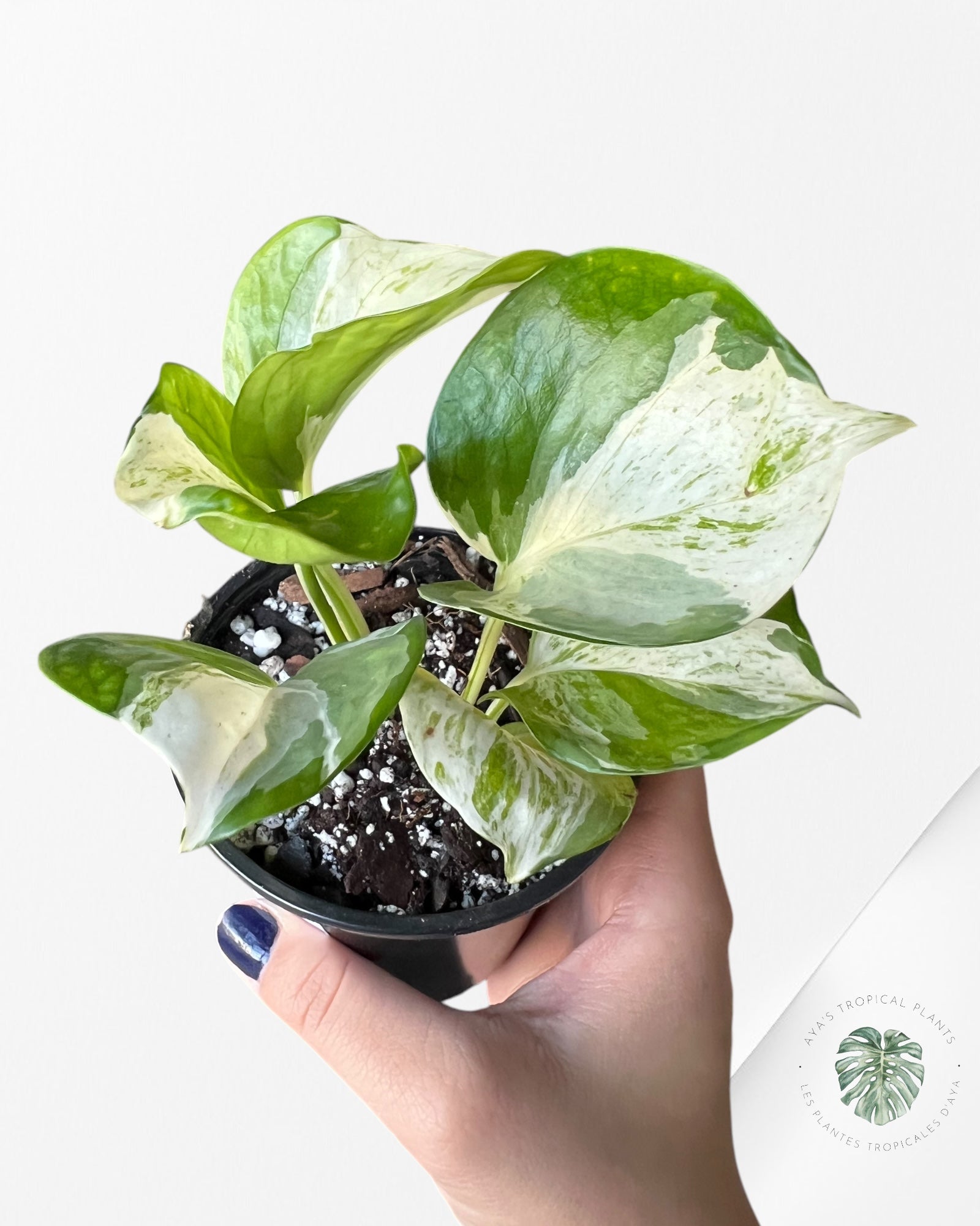 Pothos 'Manjula'-C