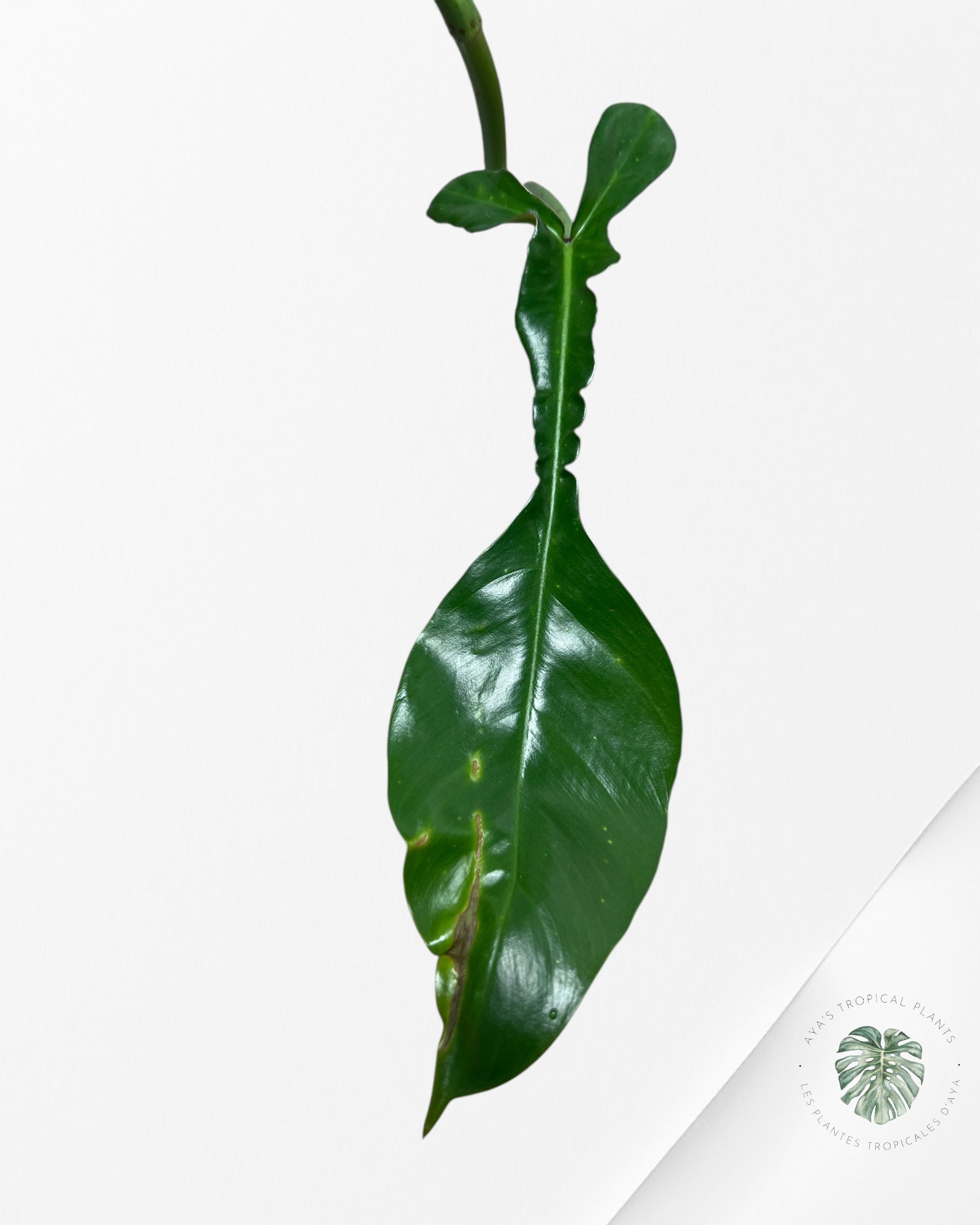 Philodendron JOEPii - B1