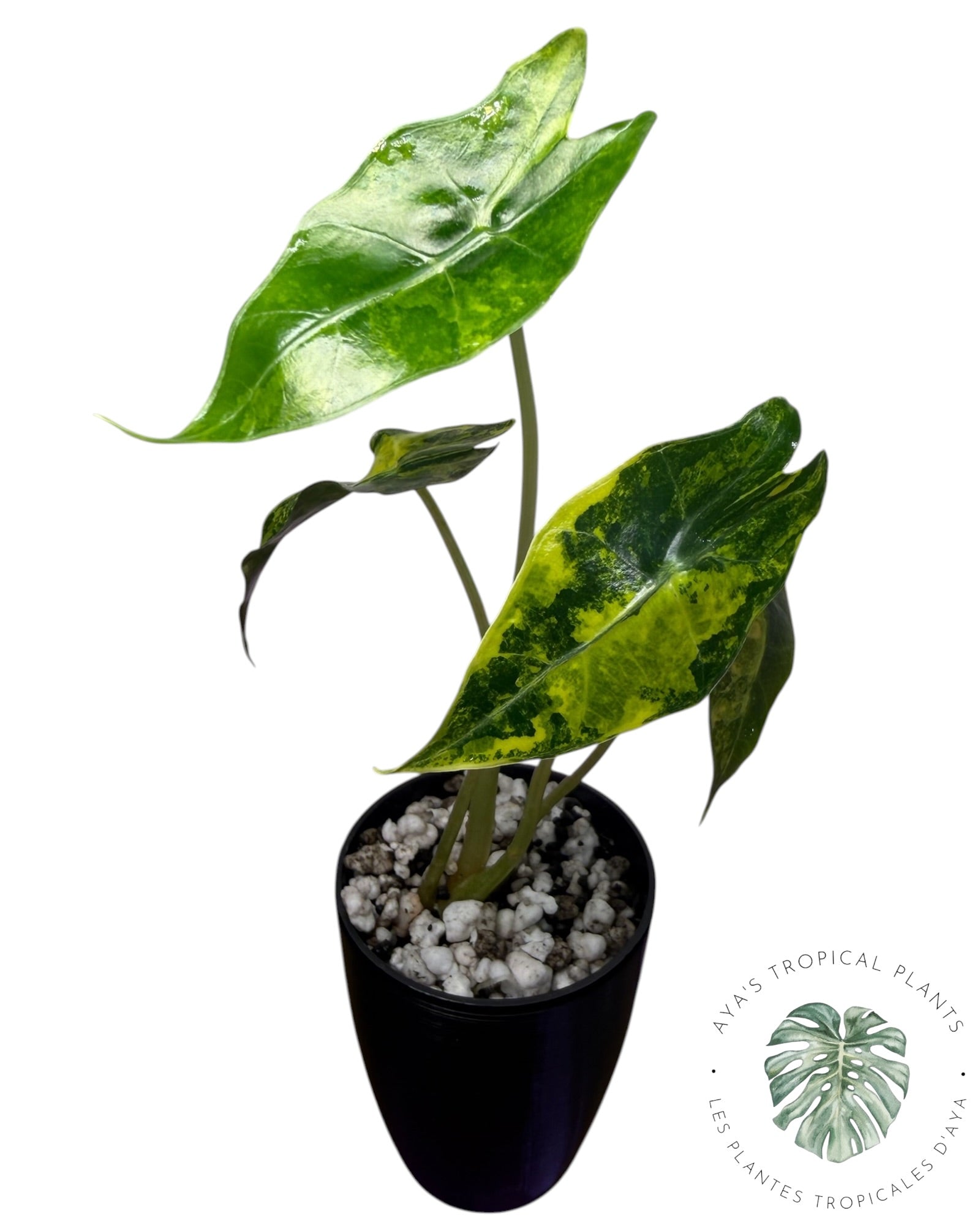 Alocasia Nobilis Aurea Variegated