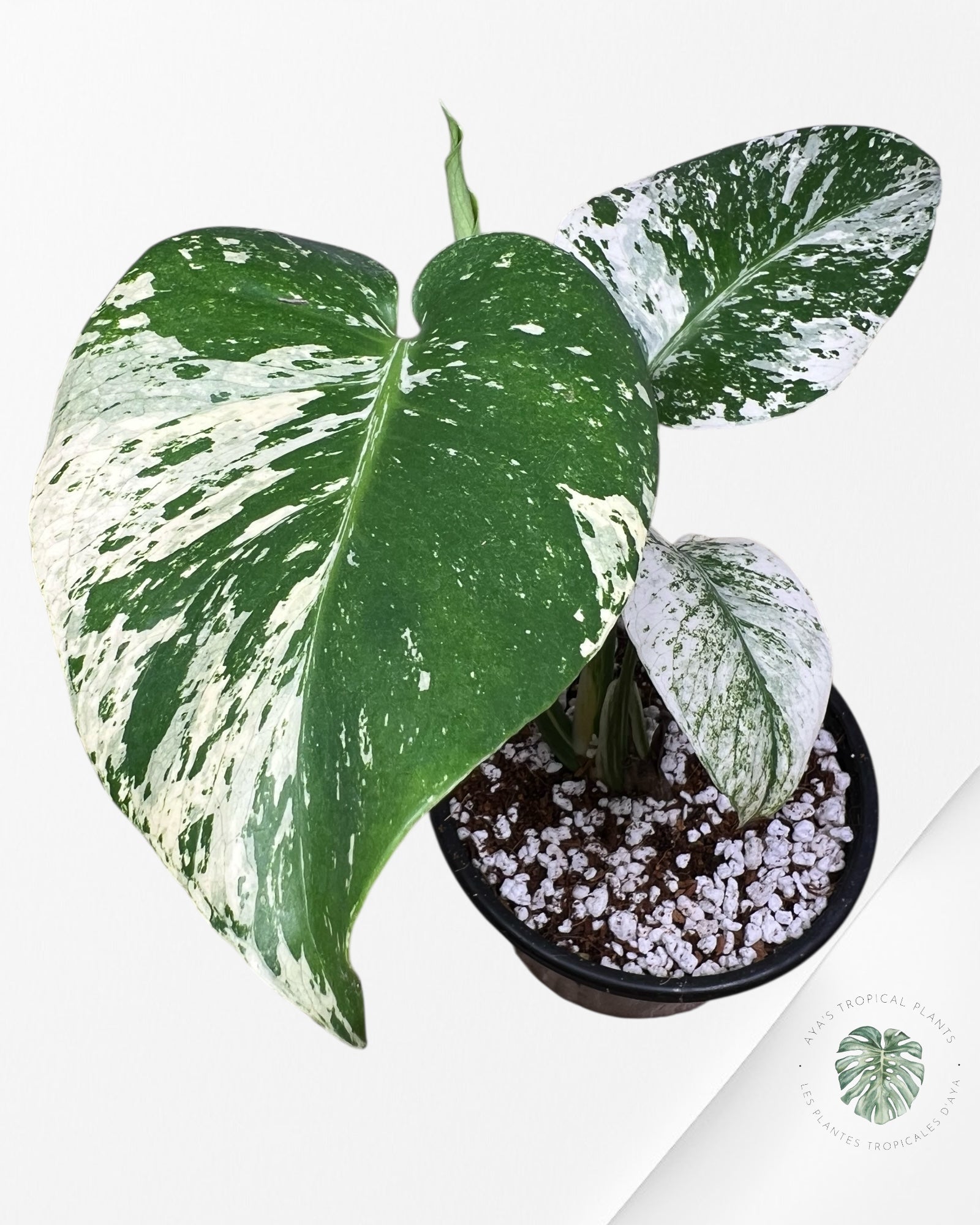 Monstera Mint - 87