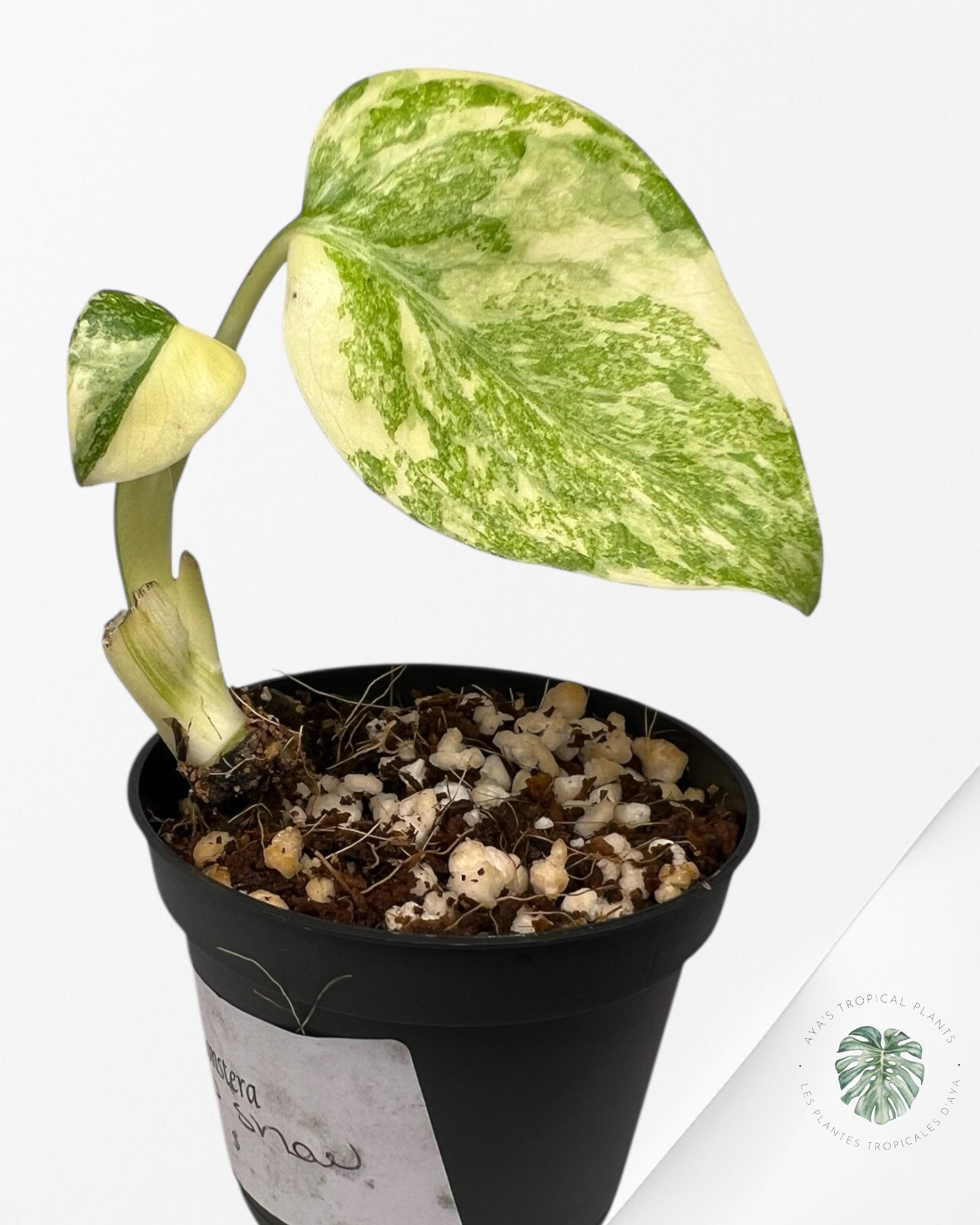 Monstera Green Snow - 1