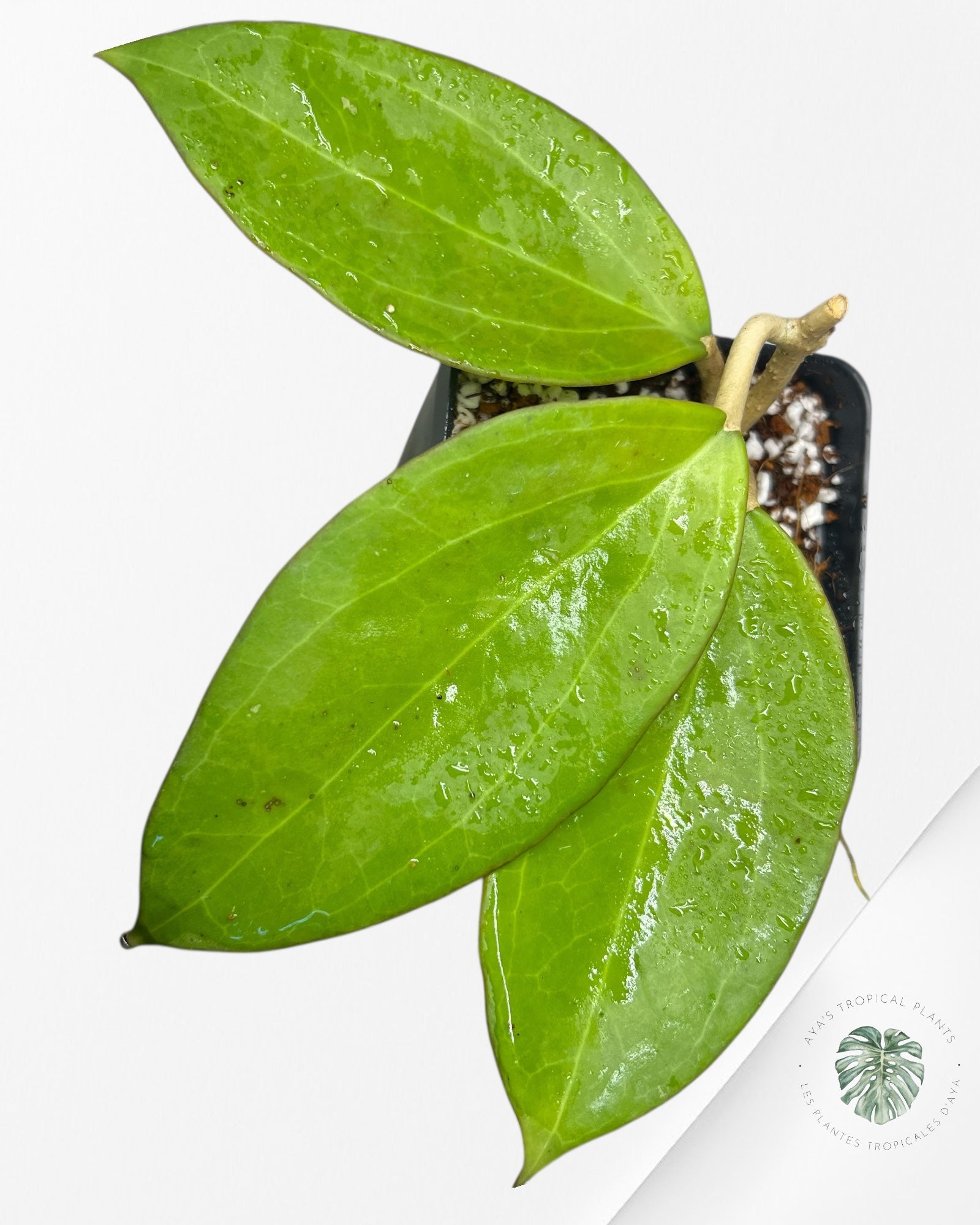 Hoya patcharawalai 023 (H. icensis) - F10