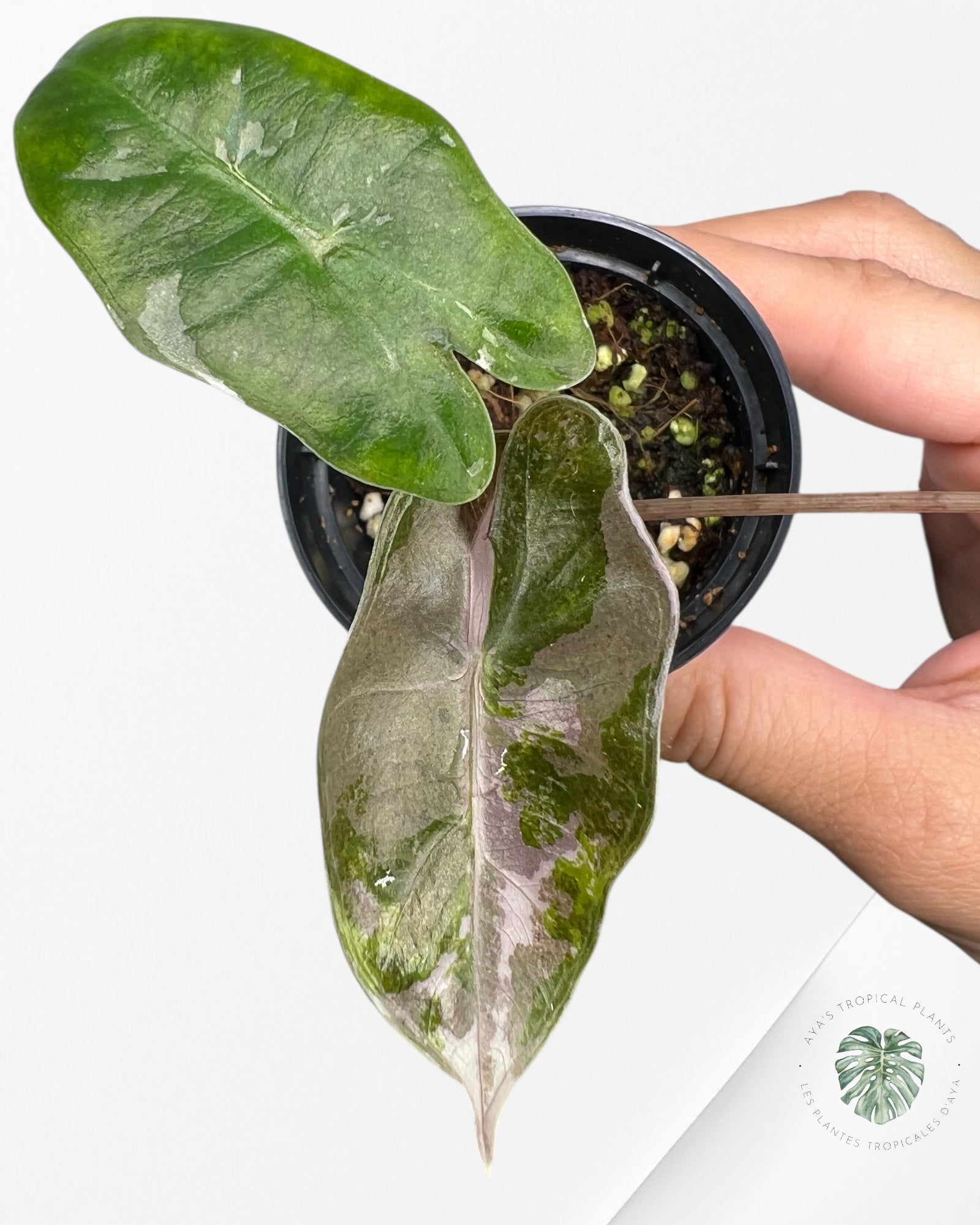 Alocasia Pseudo Sanderiana Albo/Pink - Q