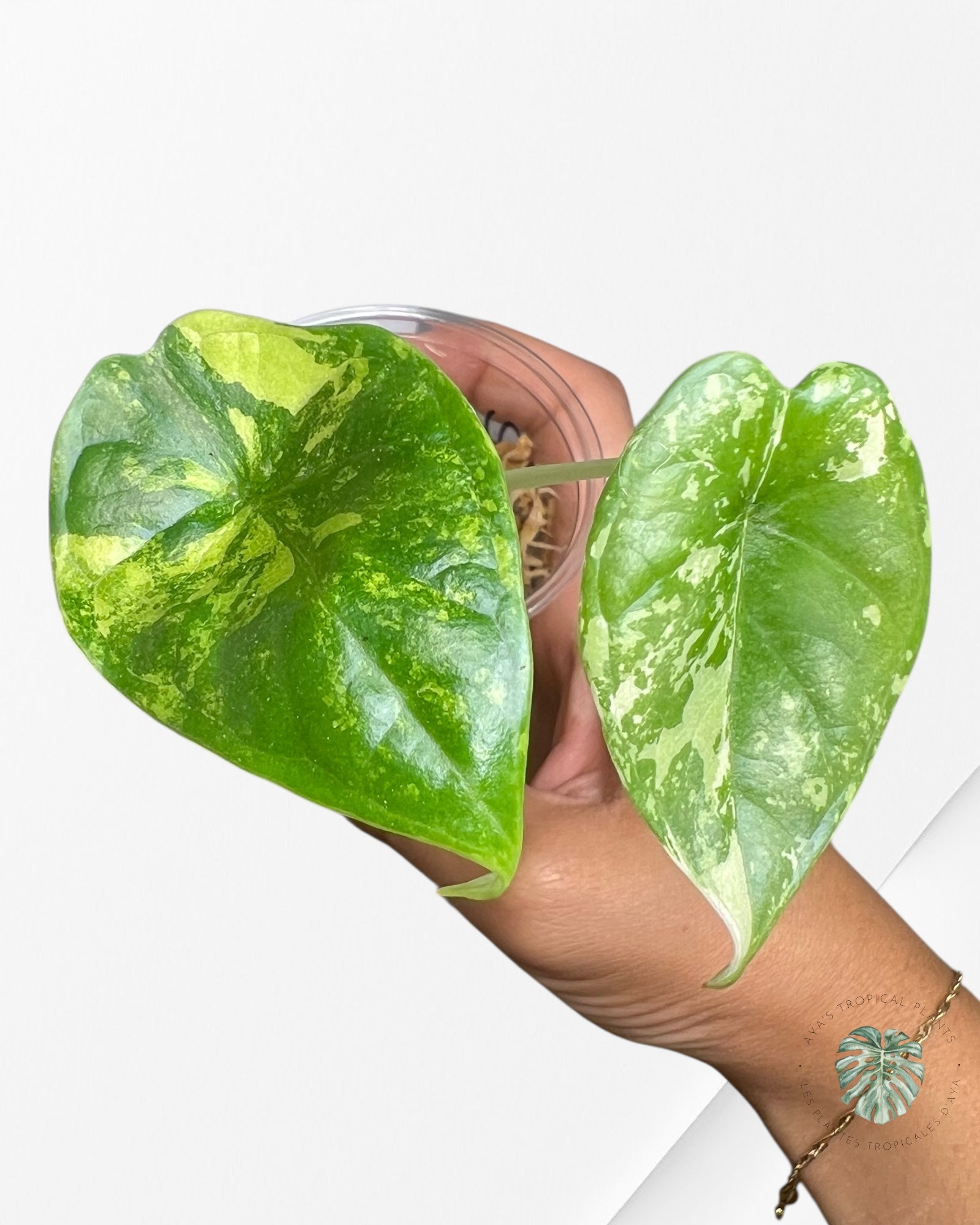 Alocasia Silver Dragon Variegated (Aurea) - TC17