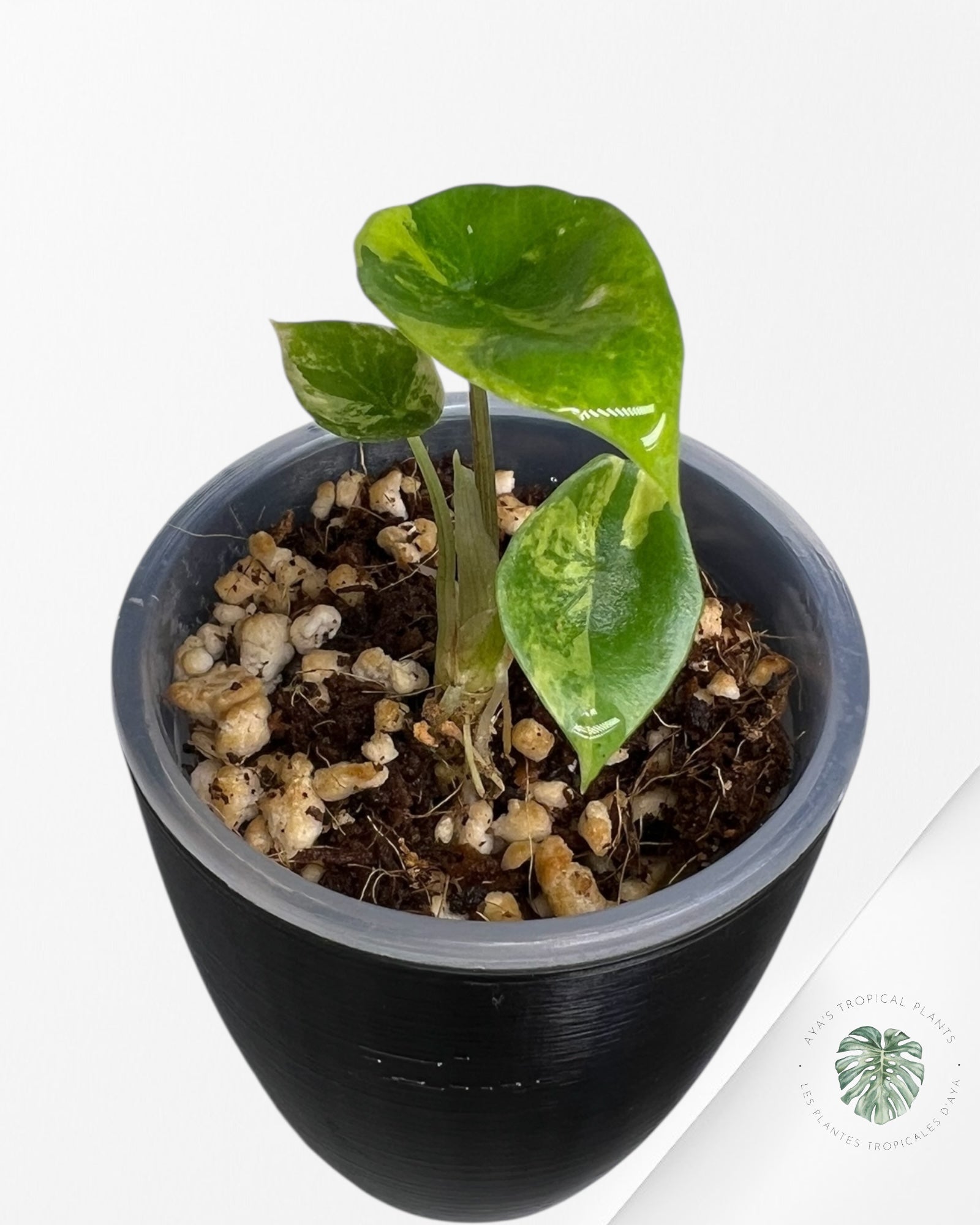 Alocasia Scalprum Aurea Variegated