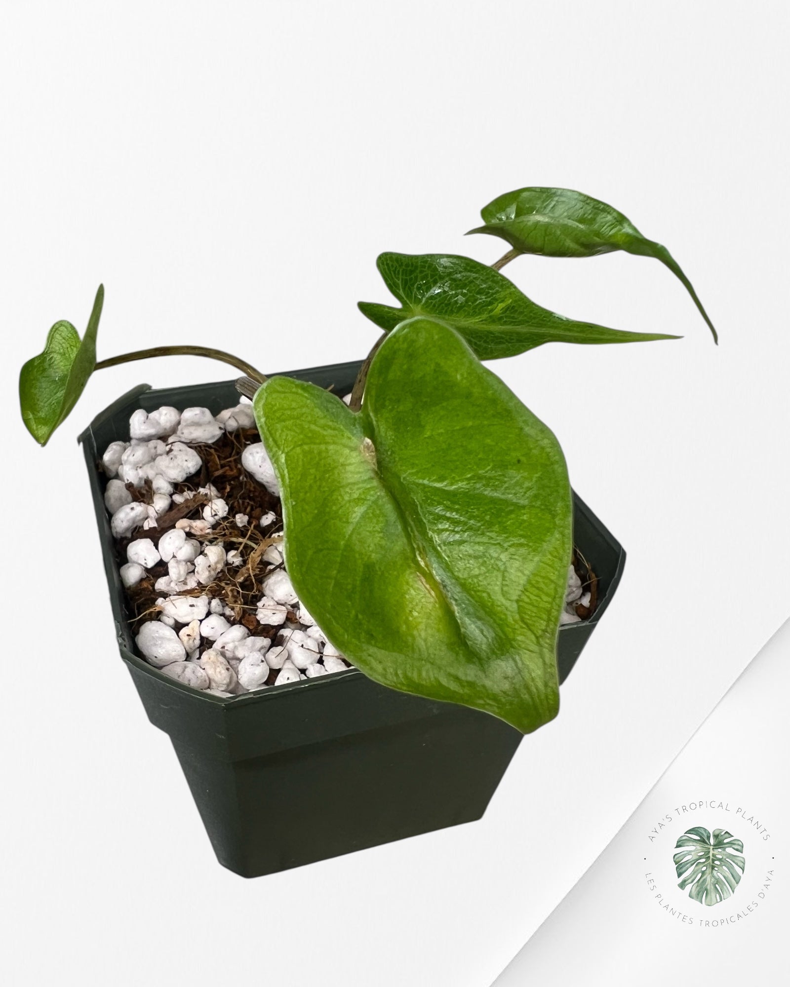 Alocasia Stingray Variegated ( aurea)  - TC6