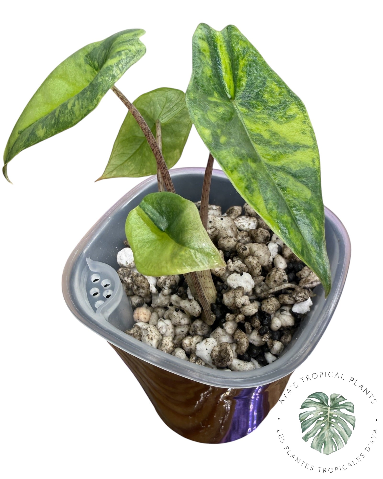 Alocasia Heterophylla Metallic  Albo Aurea Variegated