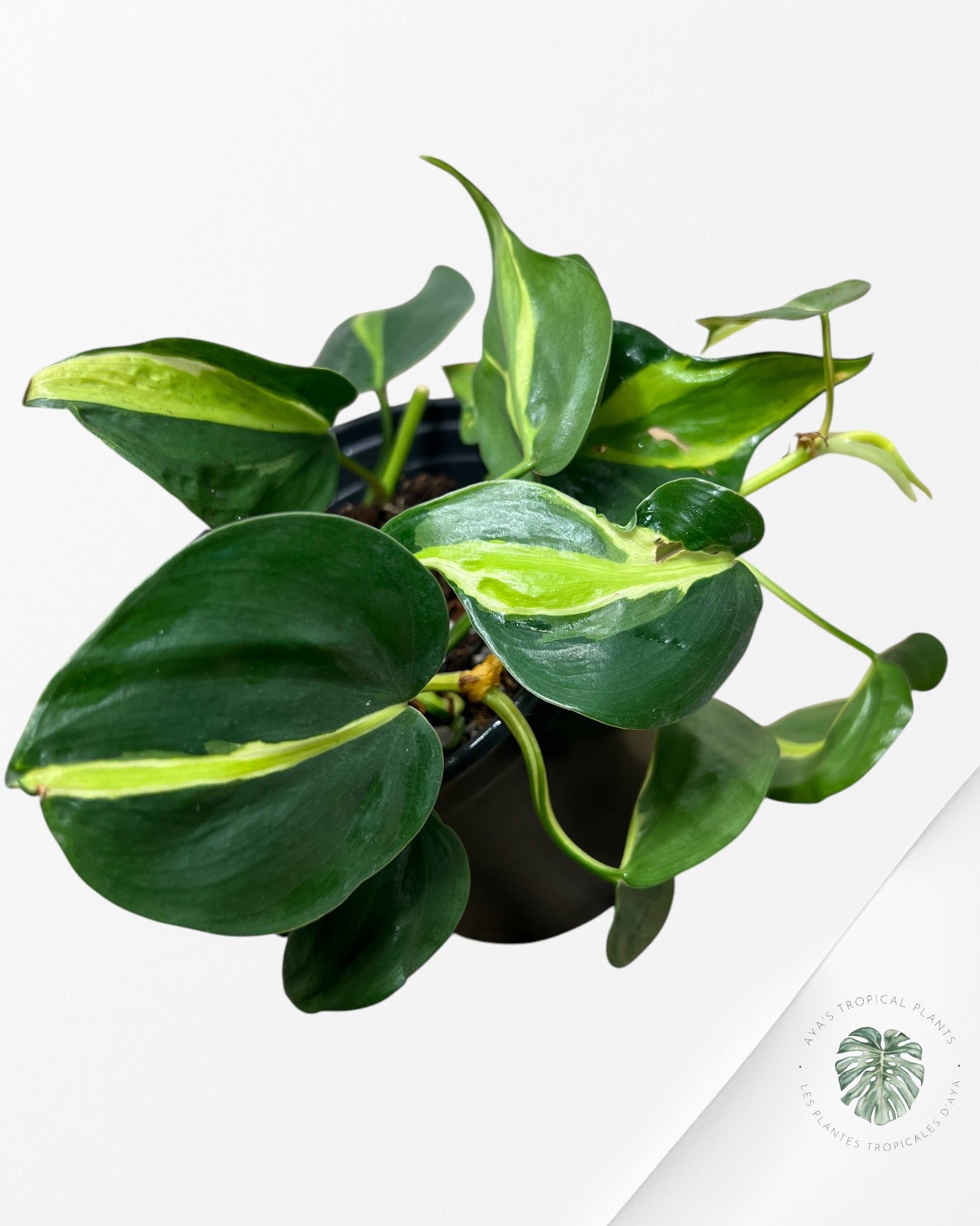 Philodendron Cream Splash - A