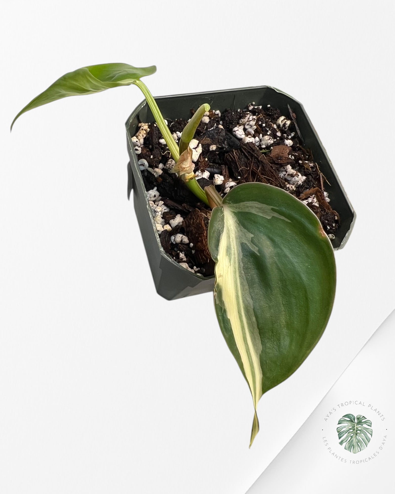 Philodendron Rio - Un