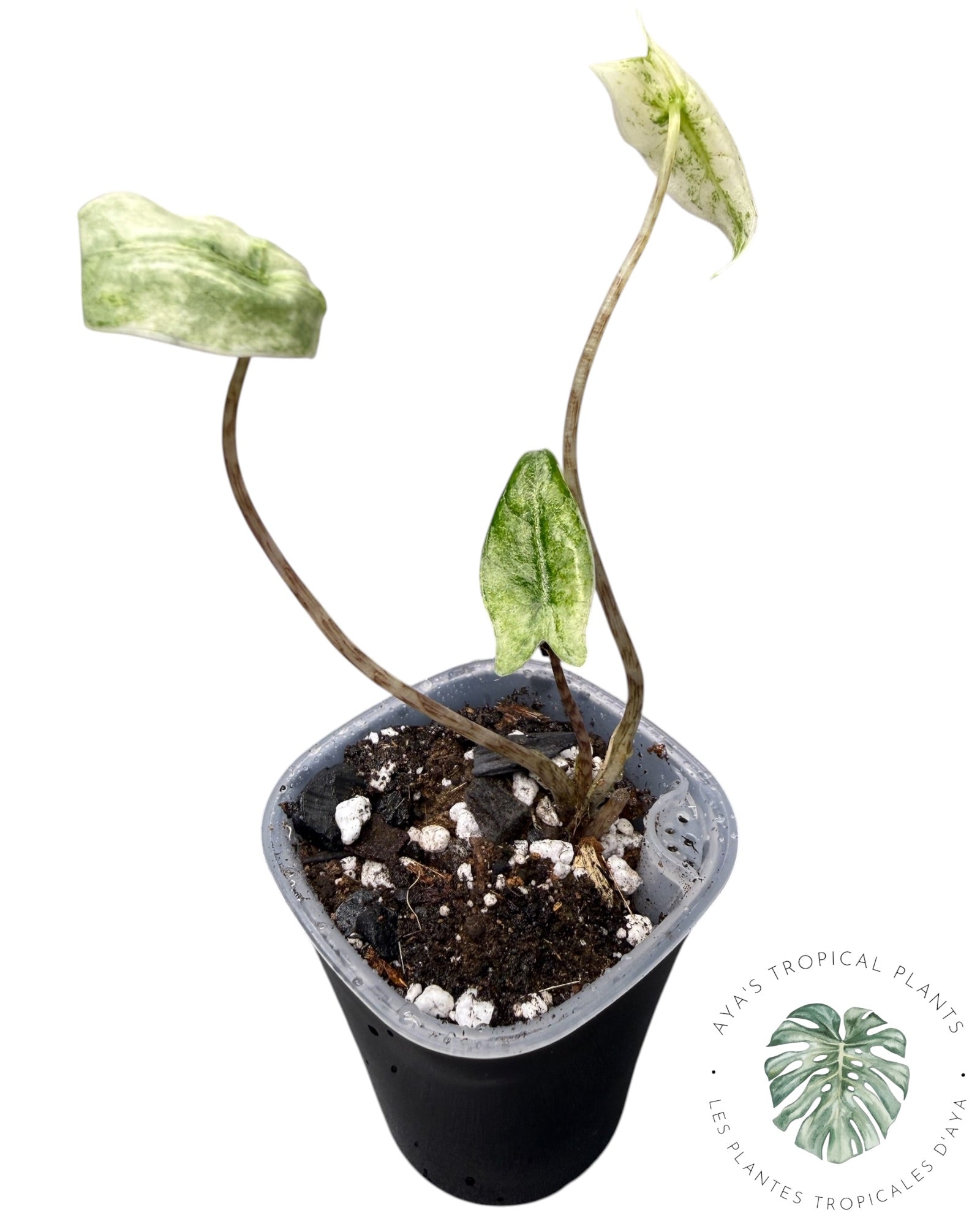 Alocasia Zebrina Mint