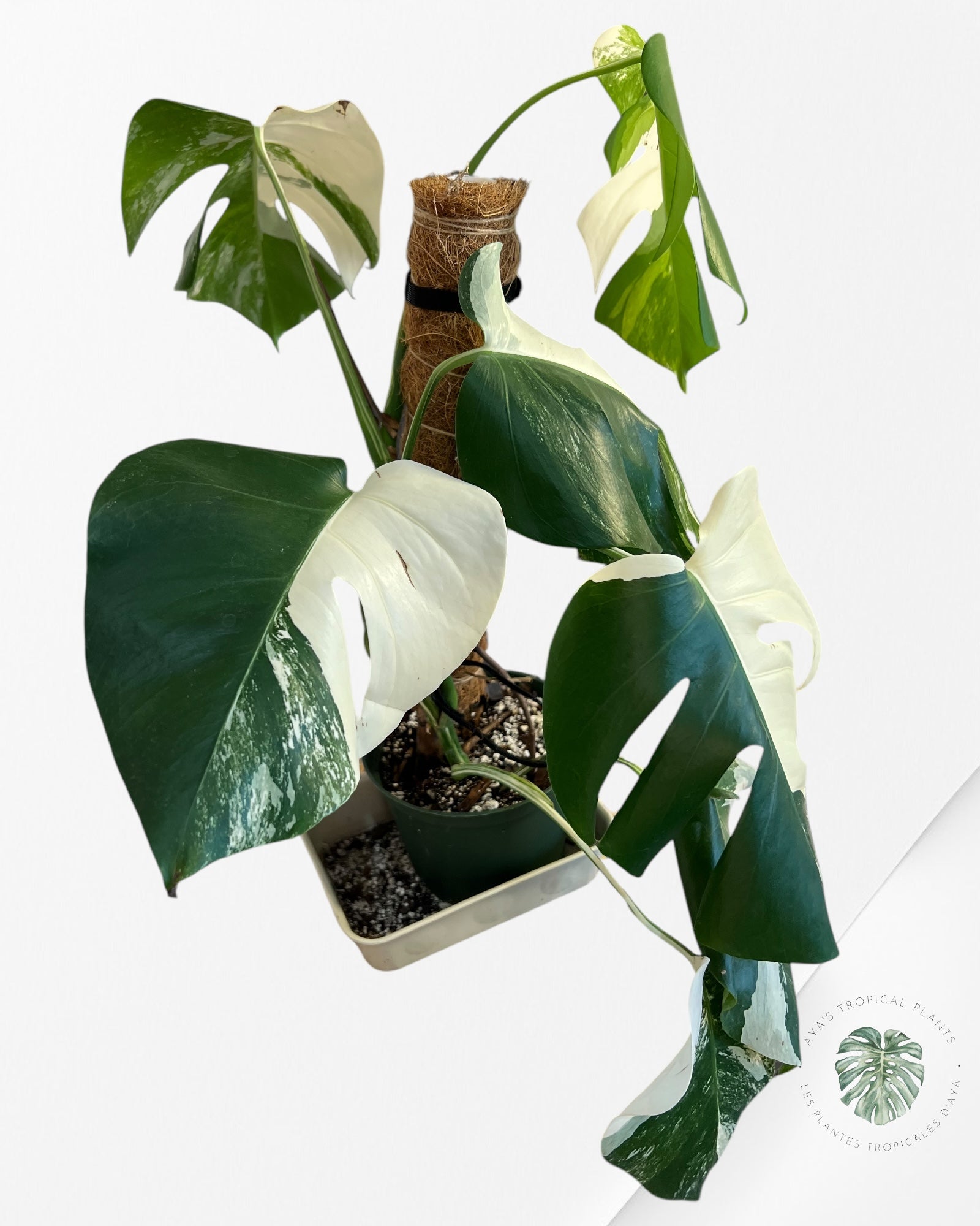 Monstera  Borsigiana Albo-JAM3