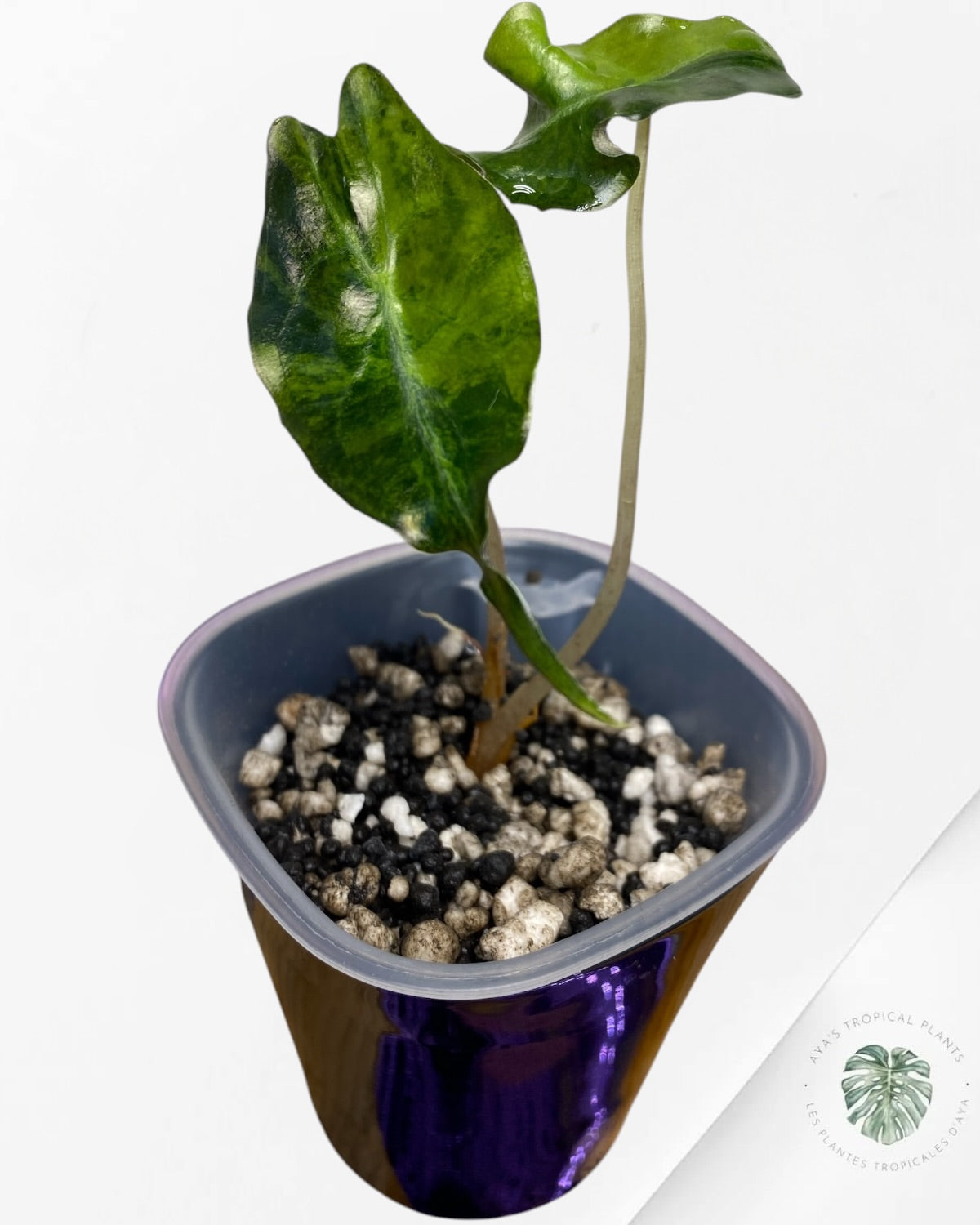 Alocasia Venom Aurea Variegated