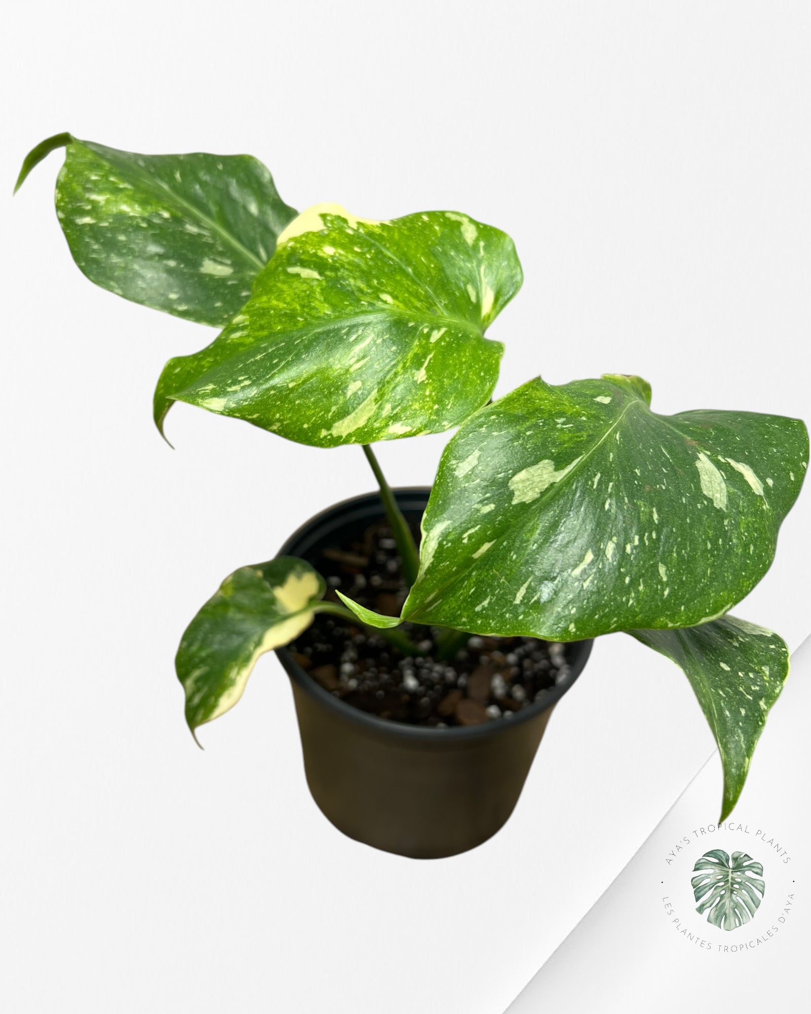 Monstera Miracle Tricolore -MTT240