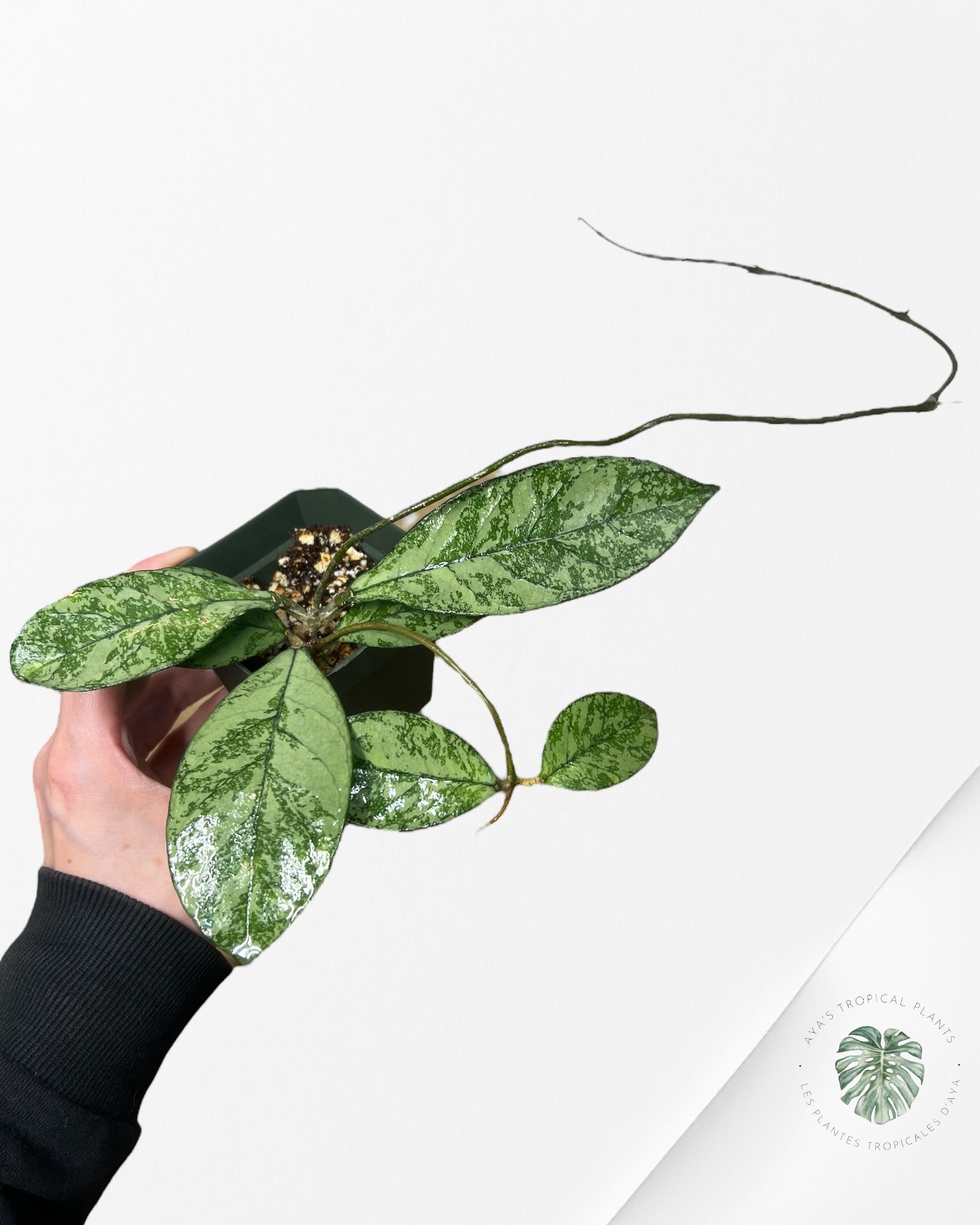 Hoya crassipetiolata (Super splash) - CSS1