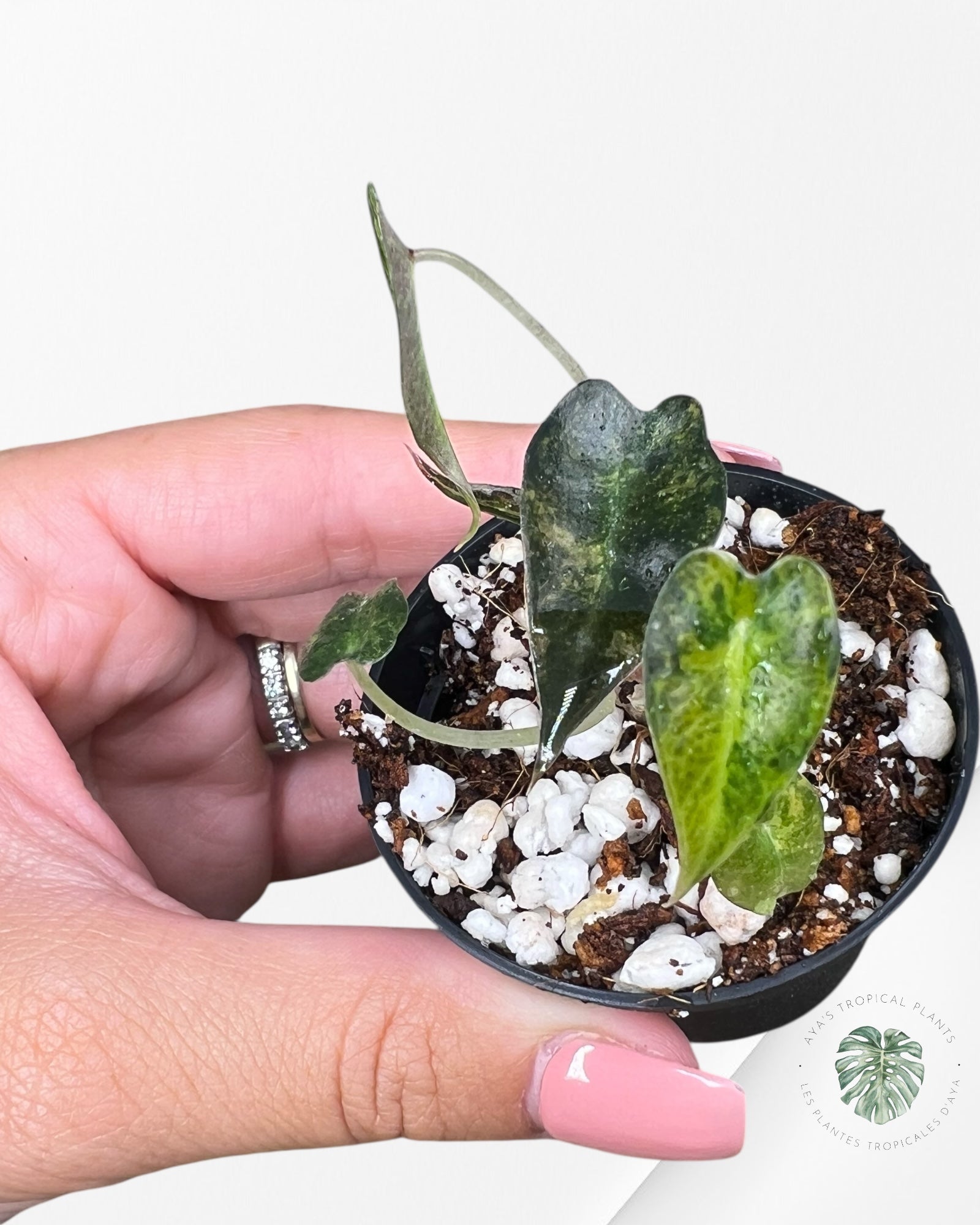 Alocasia Bambino Variegated (Aurea) - TC14