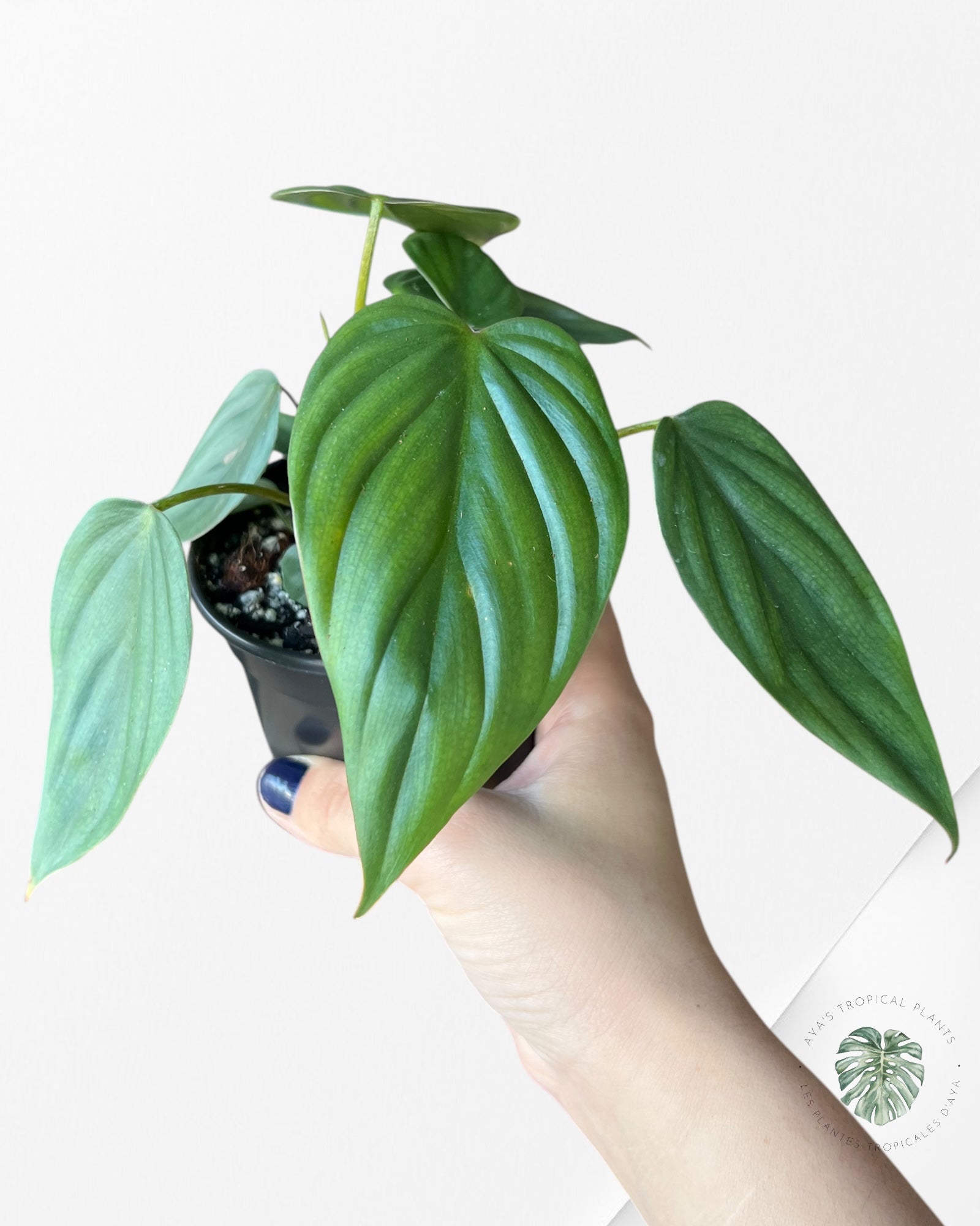 Philodendron Colombia-PC3