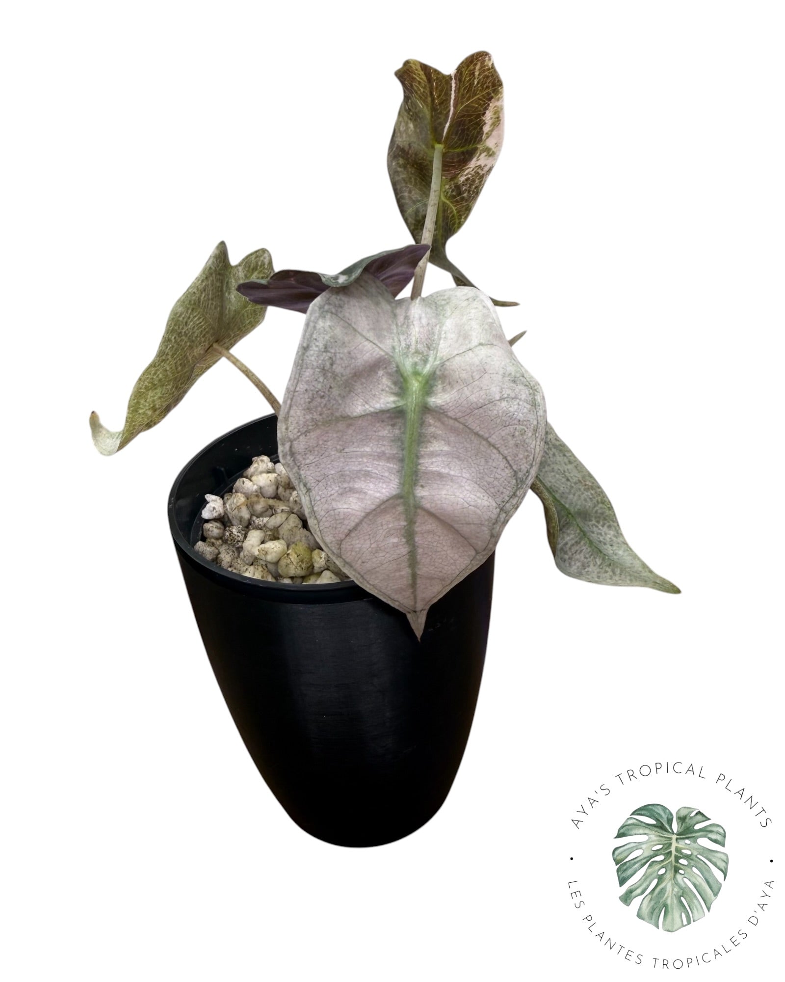 Mutation rose d'Alocasia polly