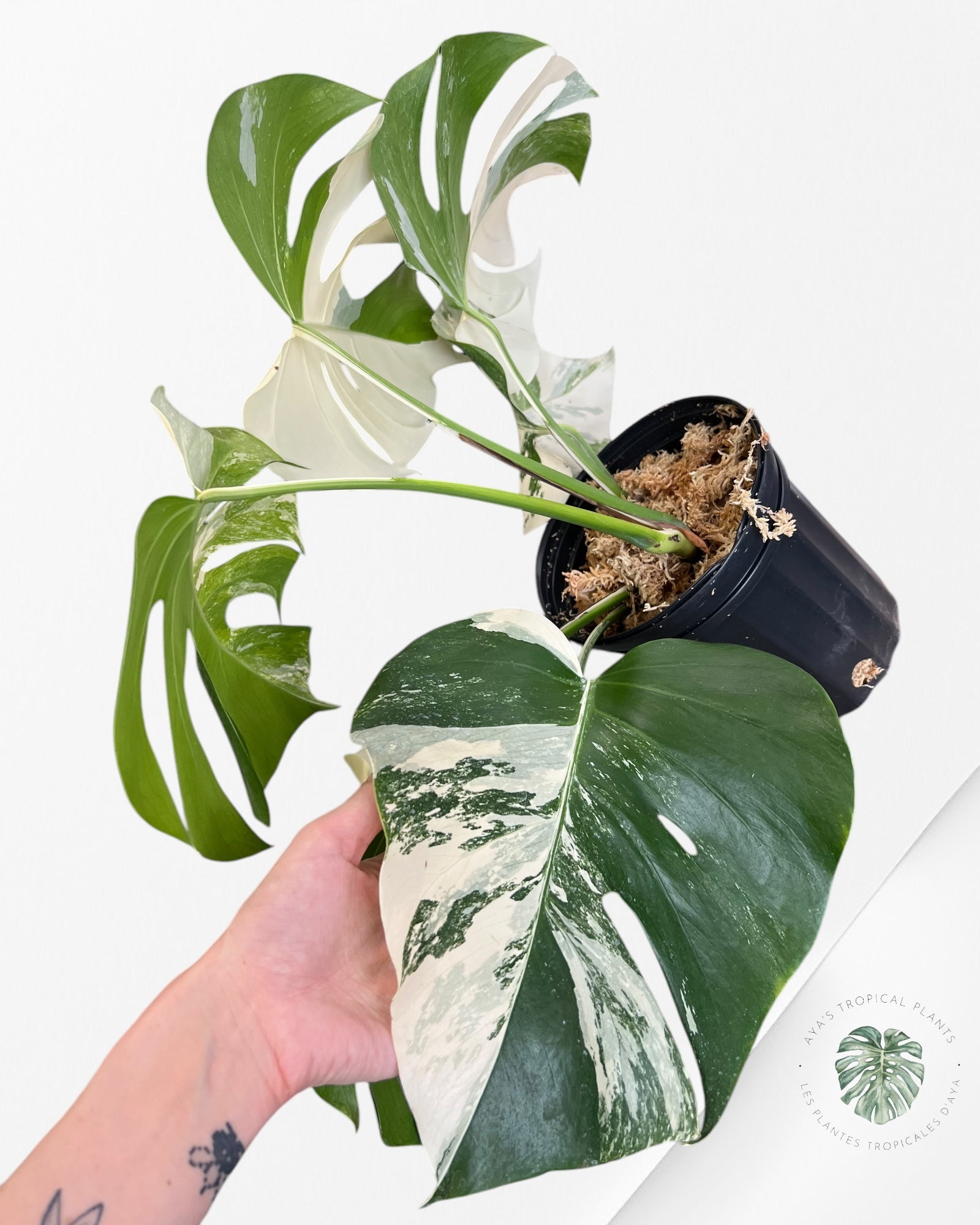 Monstera Borsigiana Albo-JA1