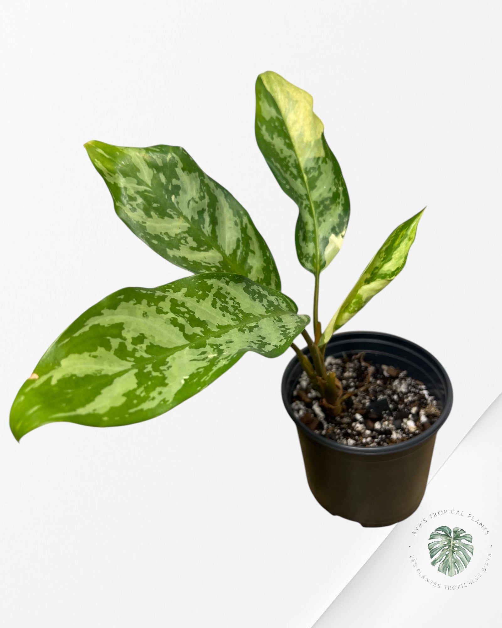 Aglaonema Manille Fierté - AMP200