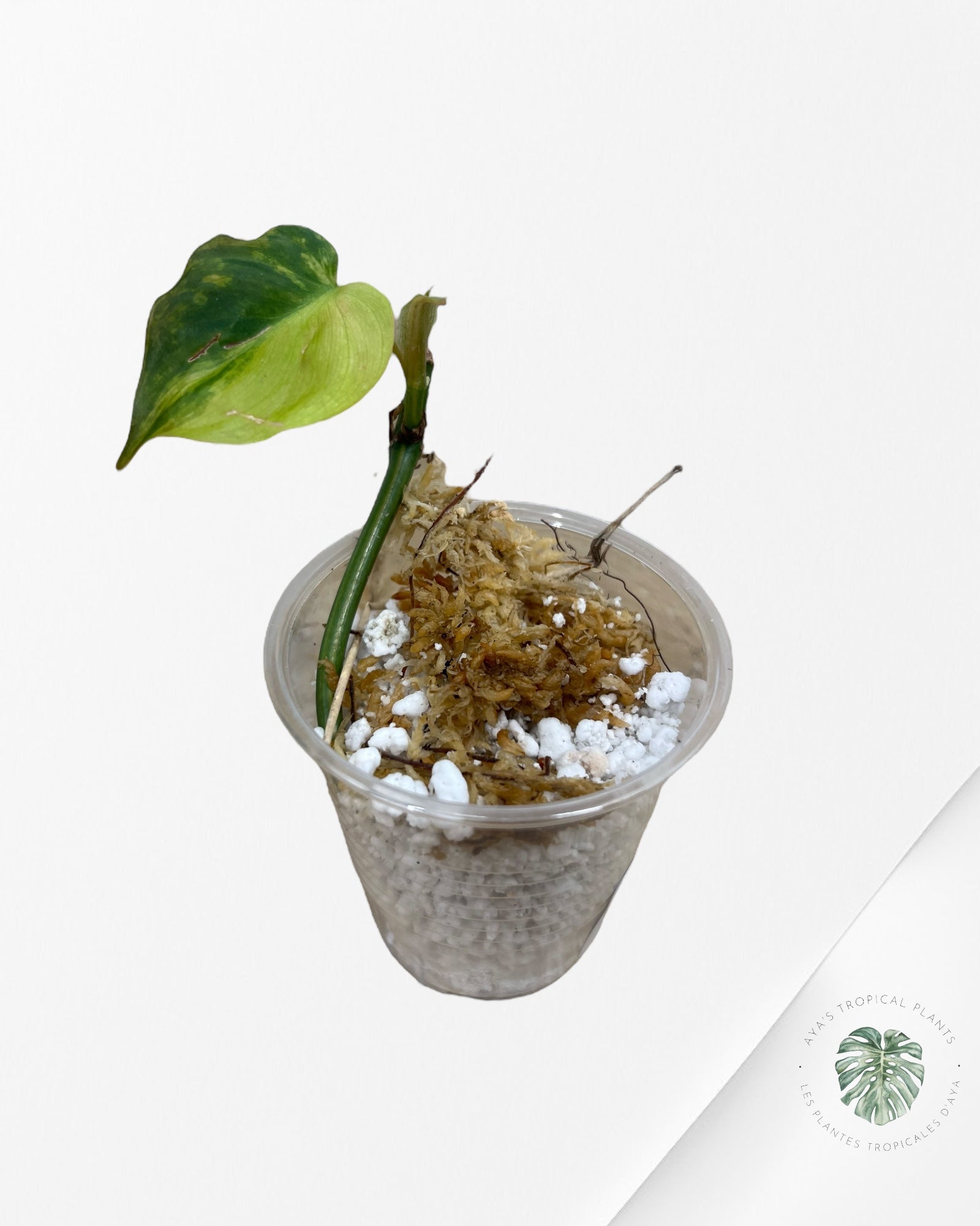 Philodendron Micans Variegated - B