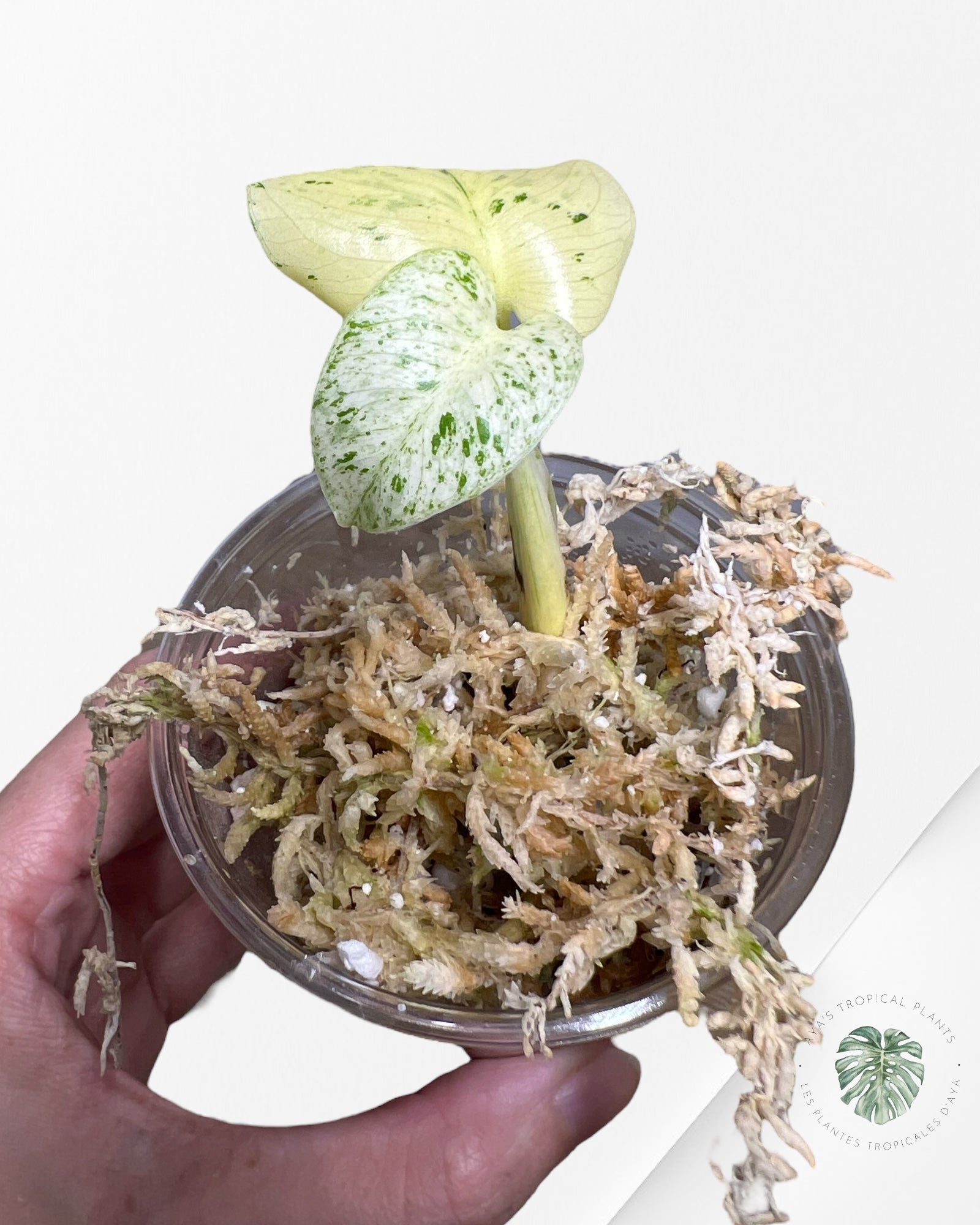 Monstera White Mint - 40