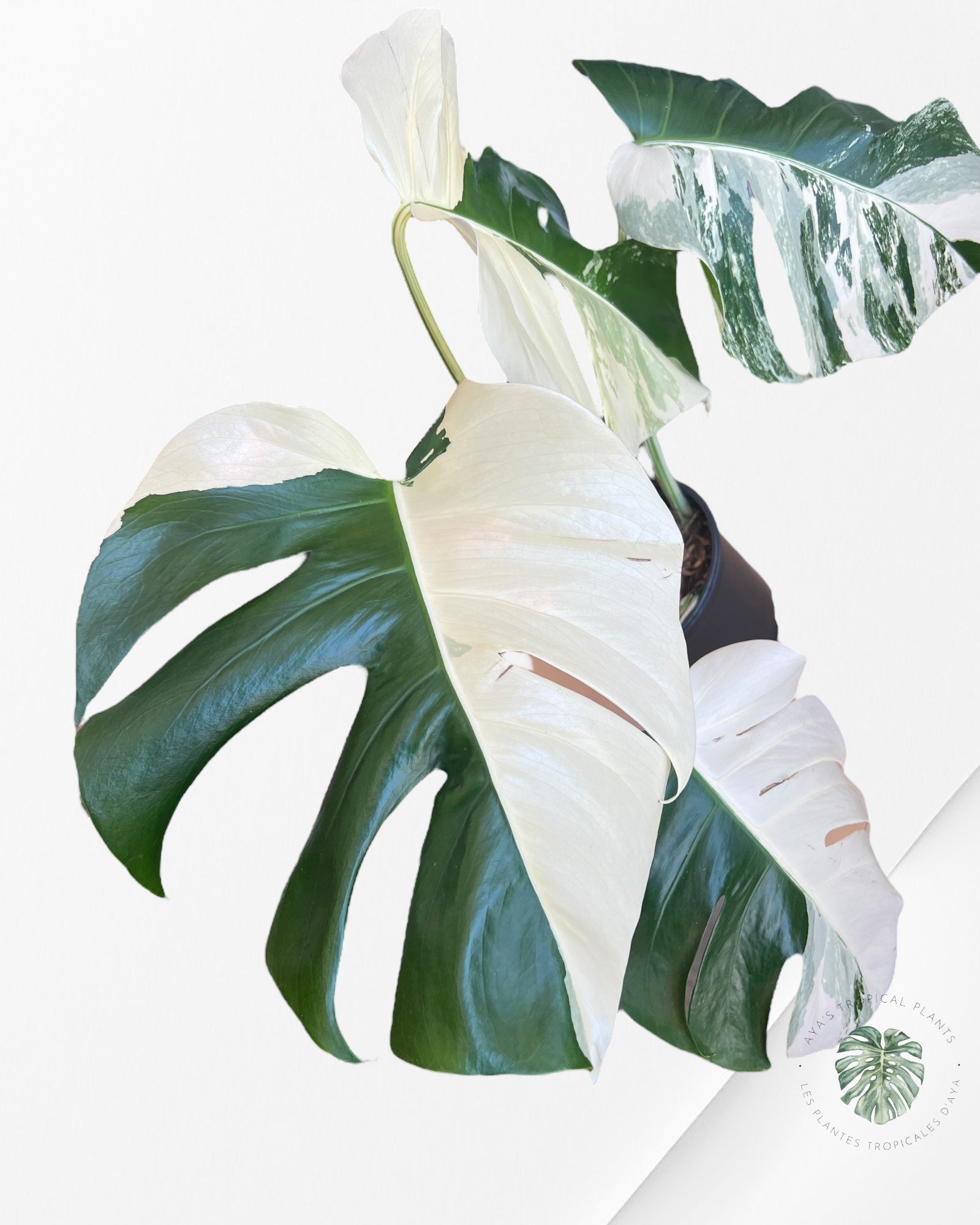 Monstera  Borsigiana Albo-JA22