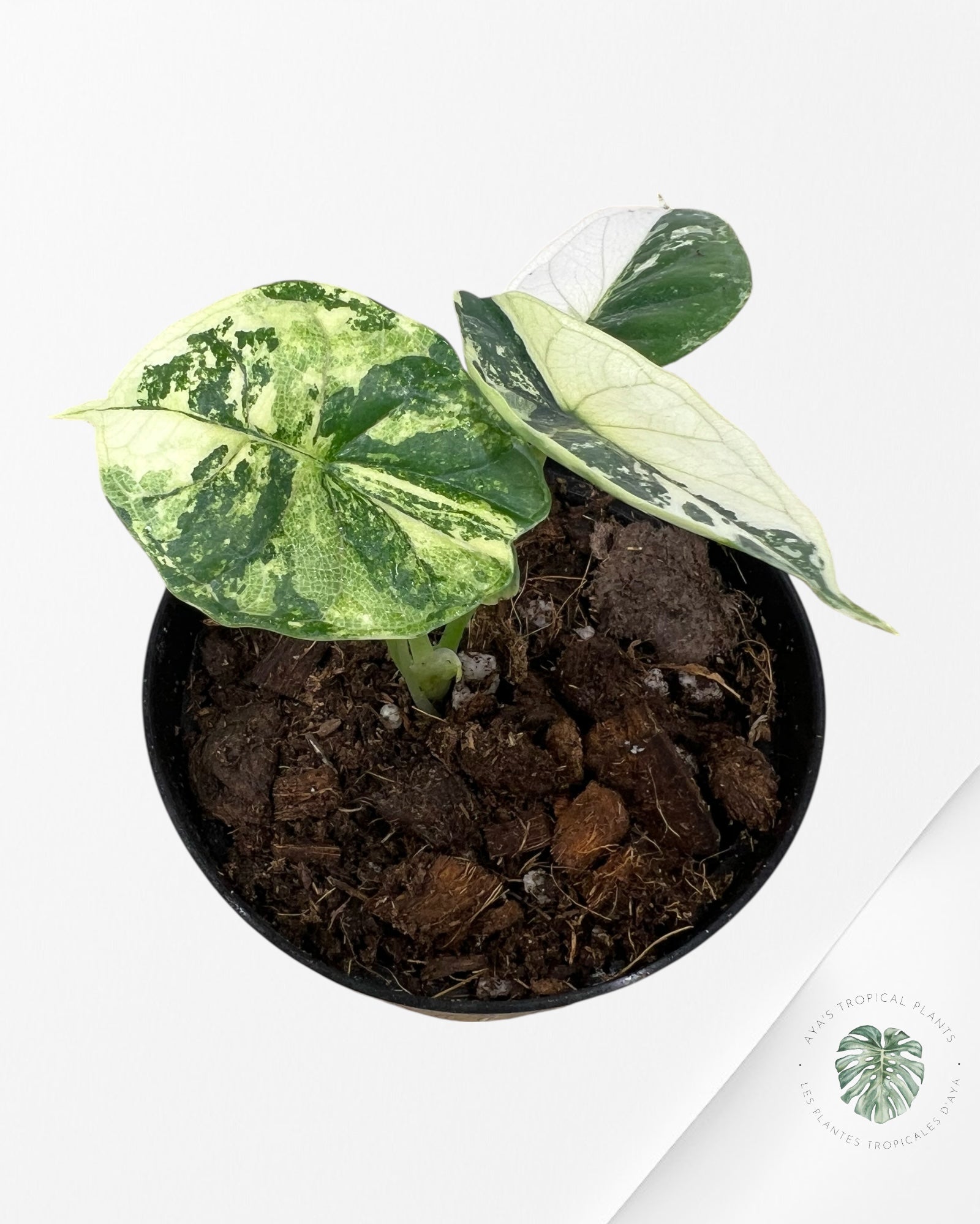 Alocasia baginda ' Dragon Scale’ variegated - F3