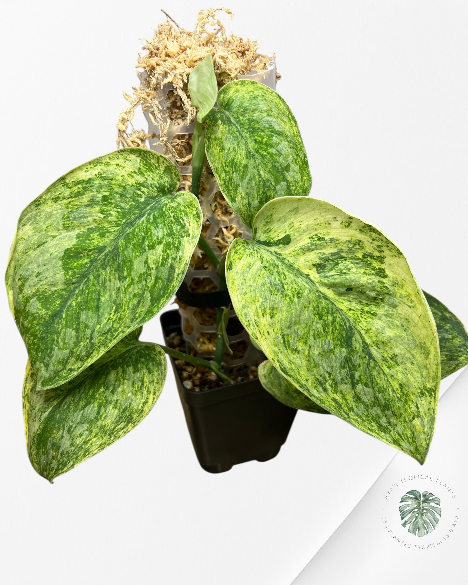 Scindapsus Tembaga-EXP60