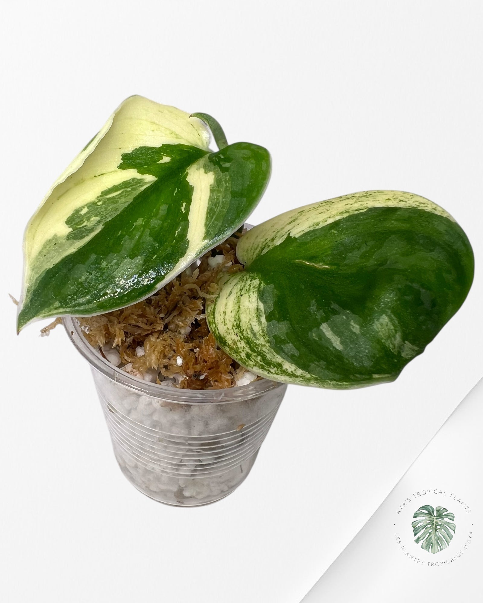 Chevalier d'argent Scindapsus Bunaken-JA01