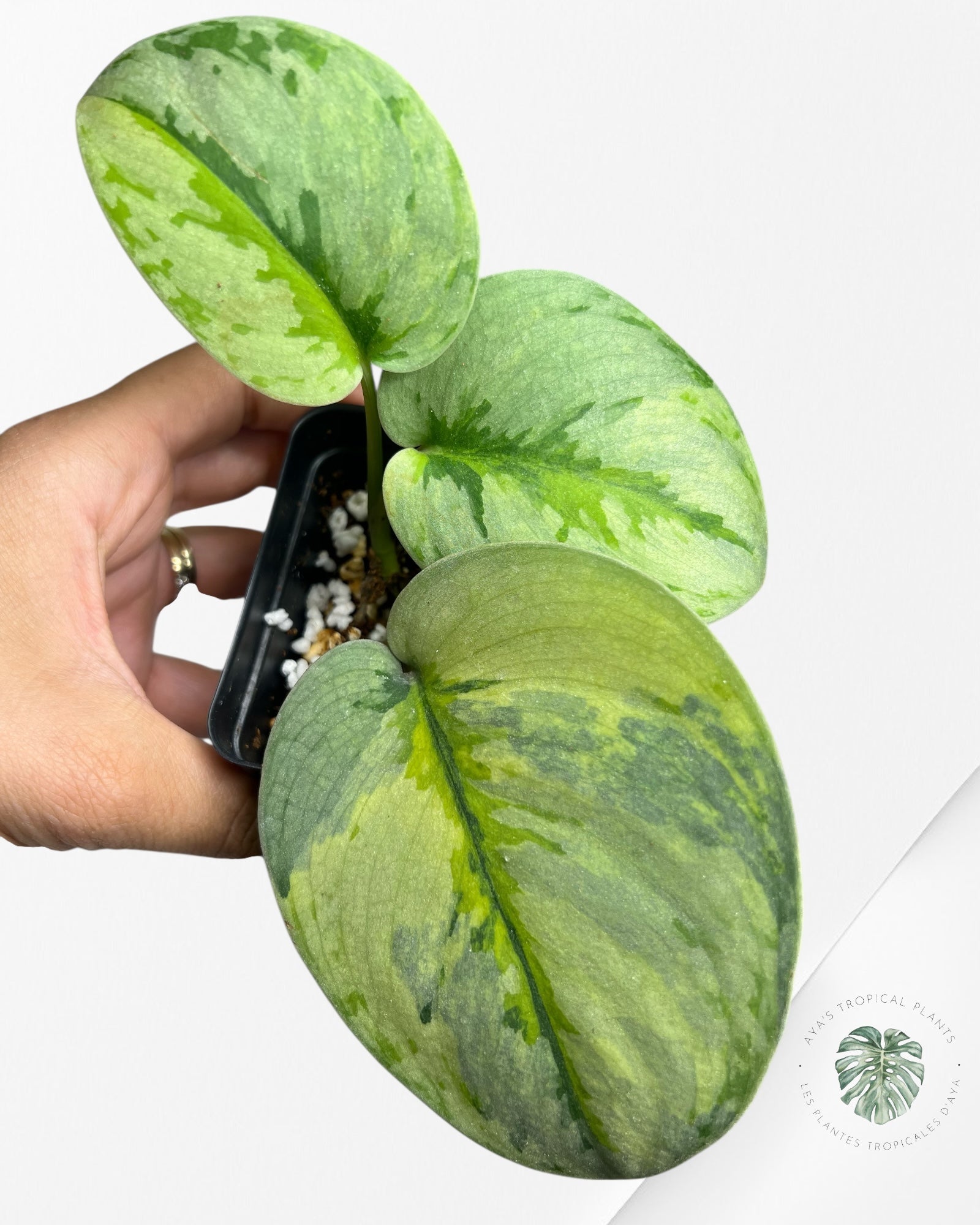 Scindapsus Yupa