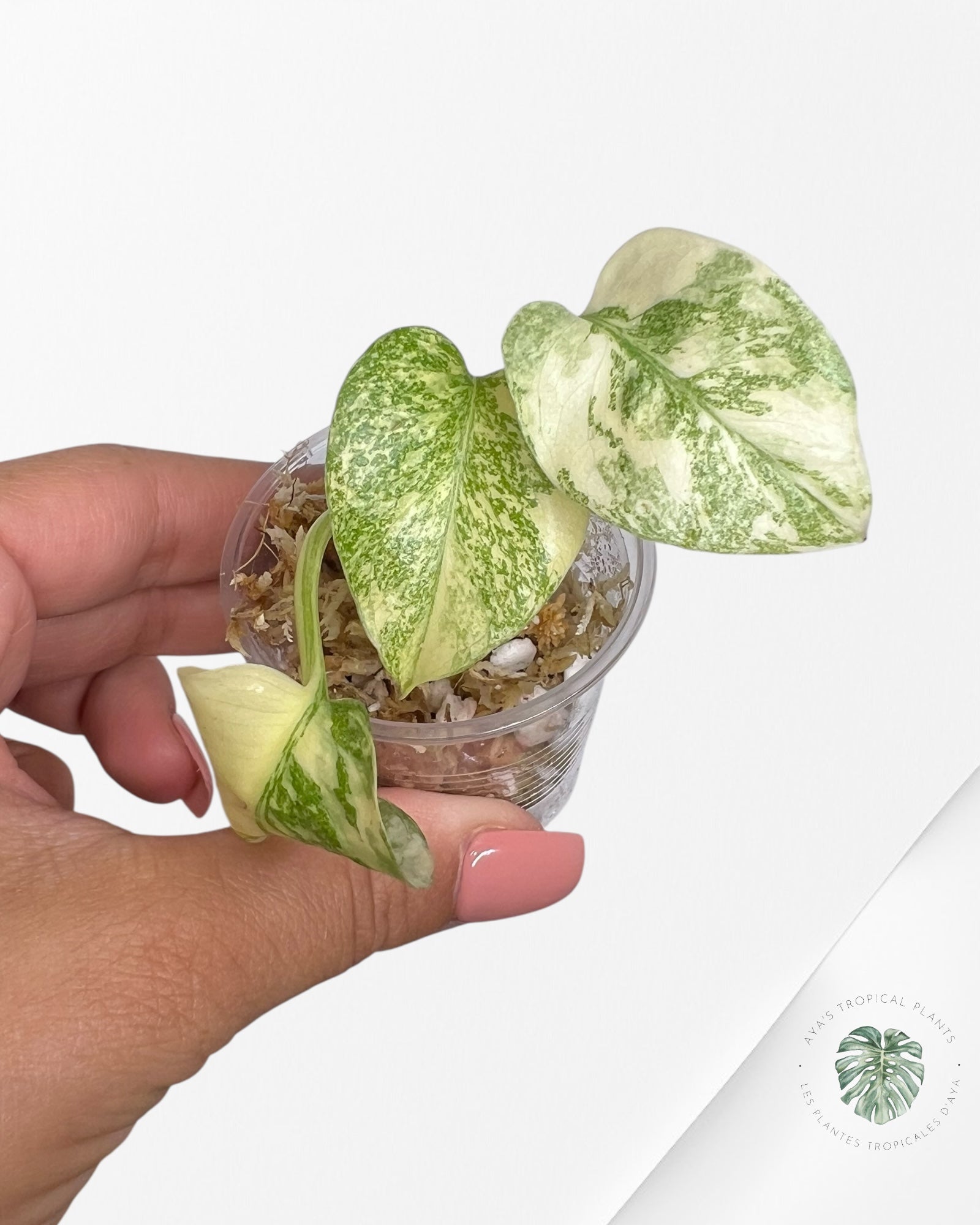 Monstera Thai Constellation Creme Brûlée (Grade A) - TC30
