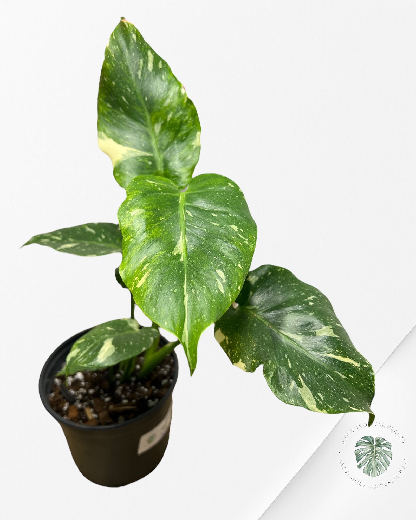 Monstera Miracle Tricolore -MTT260