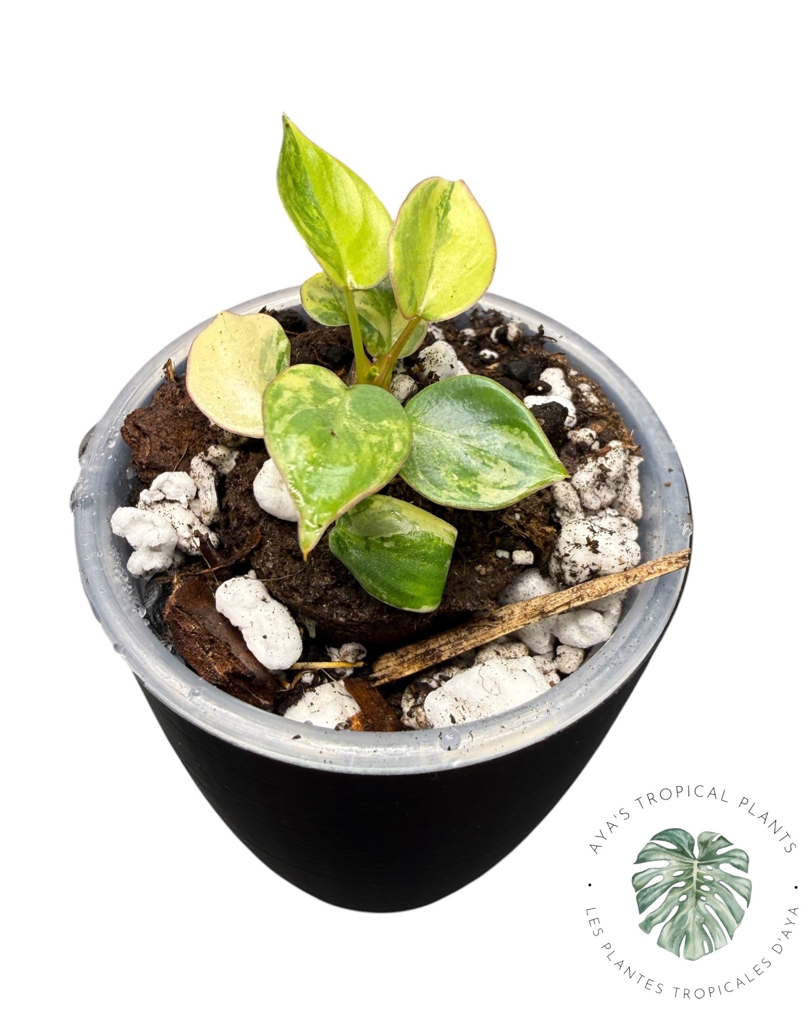 Philodendron Billietiae Variegated
