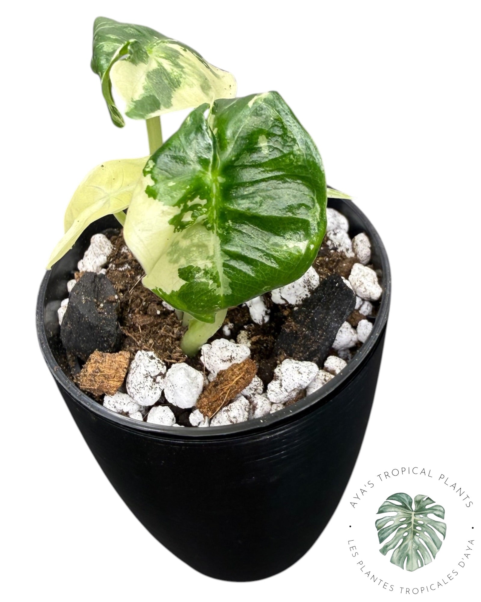 Alocasia Sarian Albo