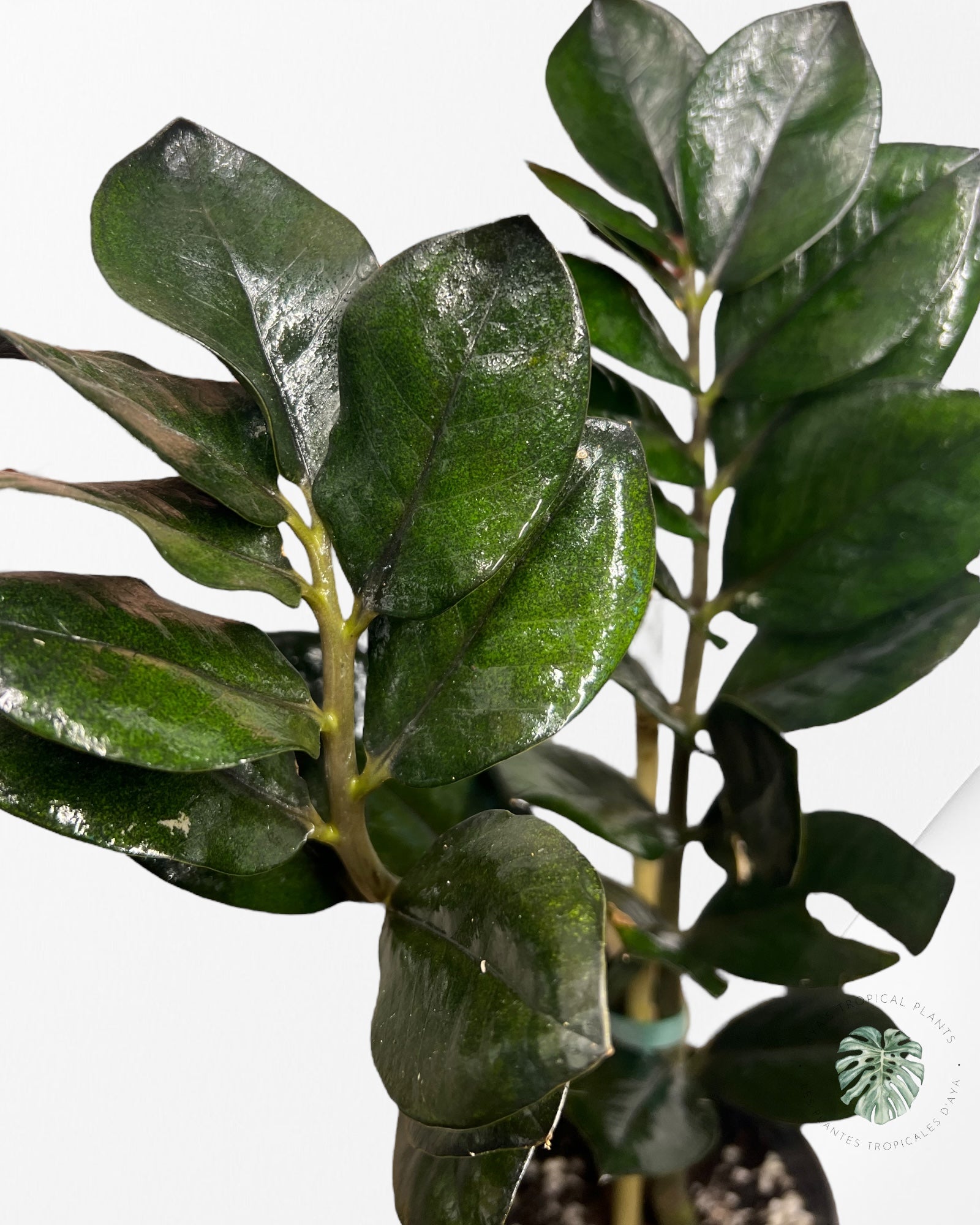 ZZ Nova Star Zamioculcas Zamiifolia -1