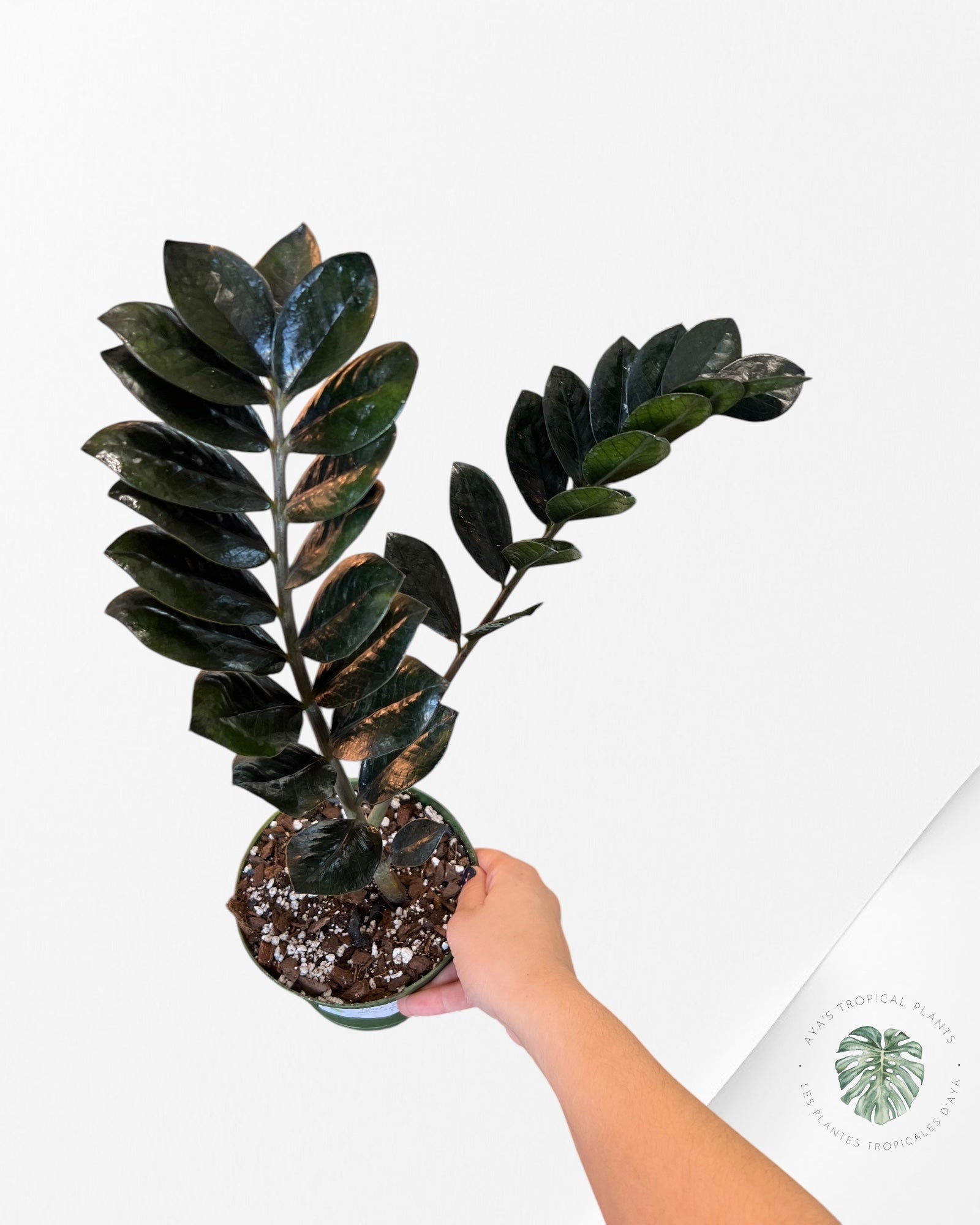 ZZ Nova Star  Zamioculcas Zamiifolia -CC