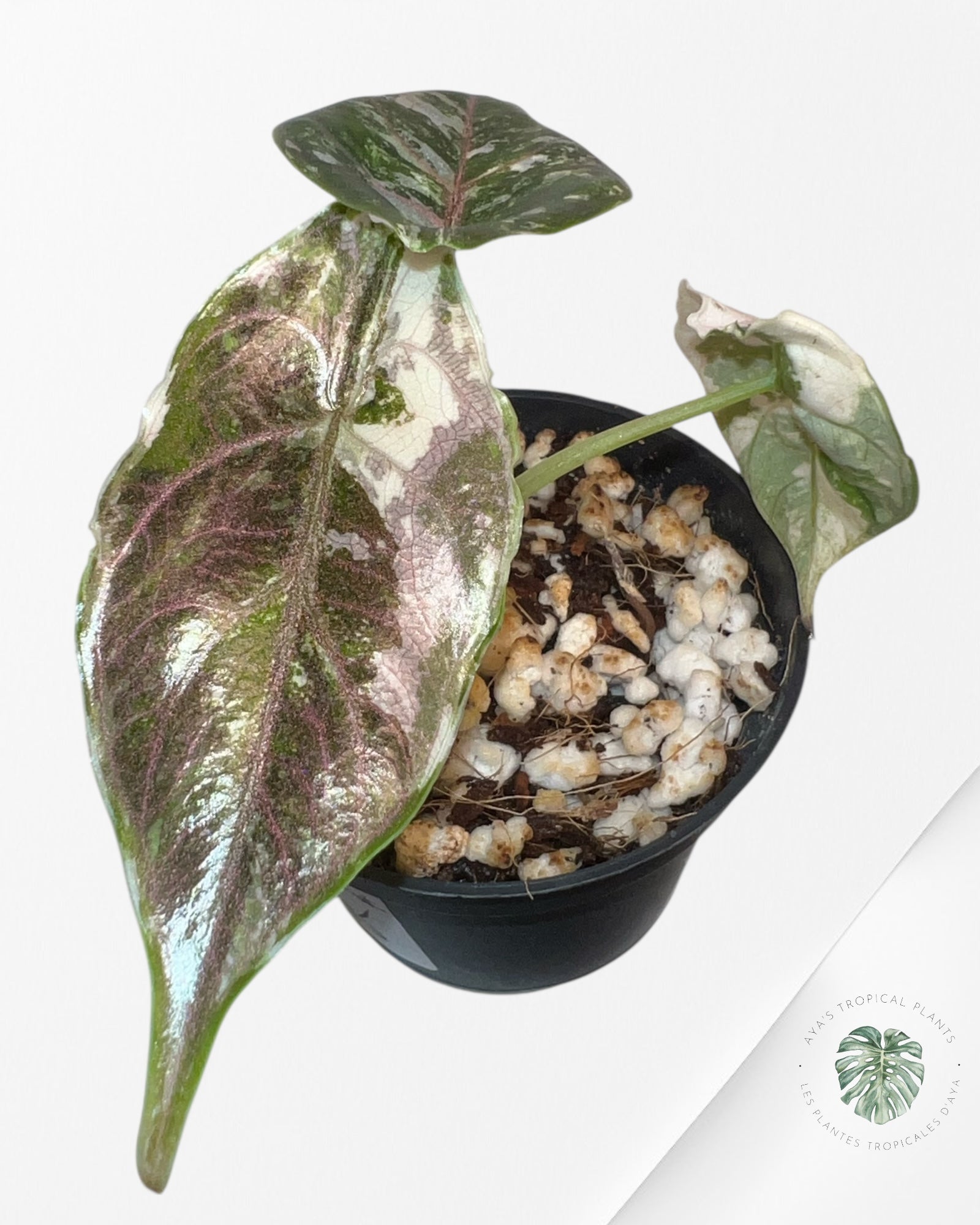 Alocasia Azlanii Pink Variegated - 02