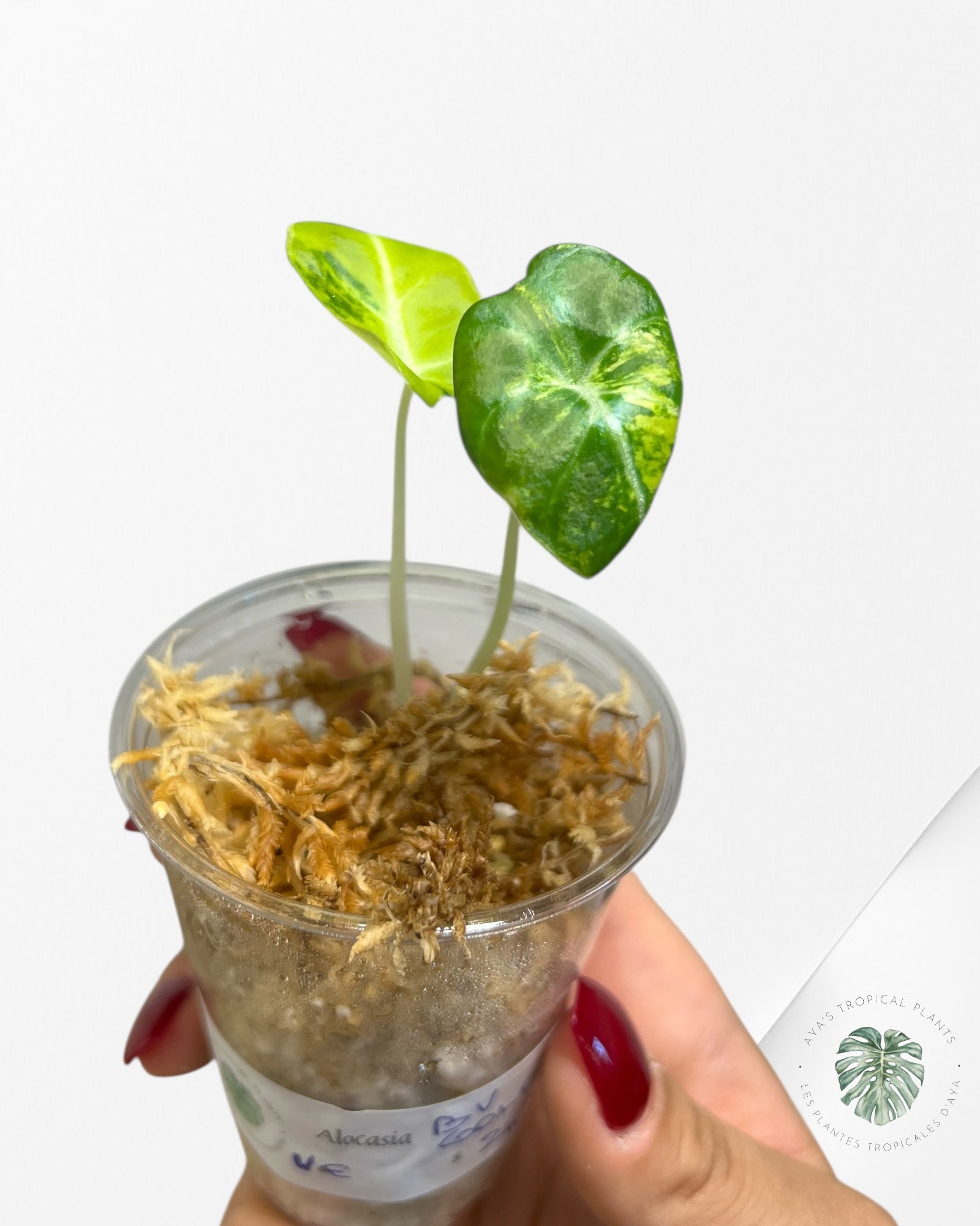 Alocasia Black Velvet Gold Variegata (Aurea) - VE