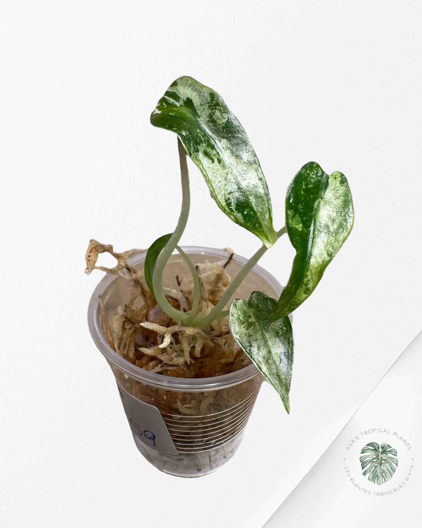 Alocasia Bambino Variegated - 42