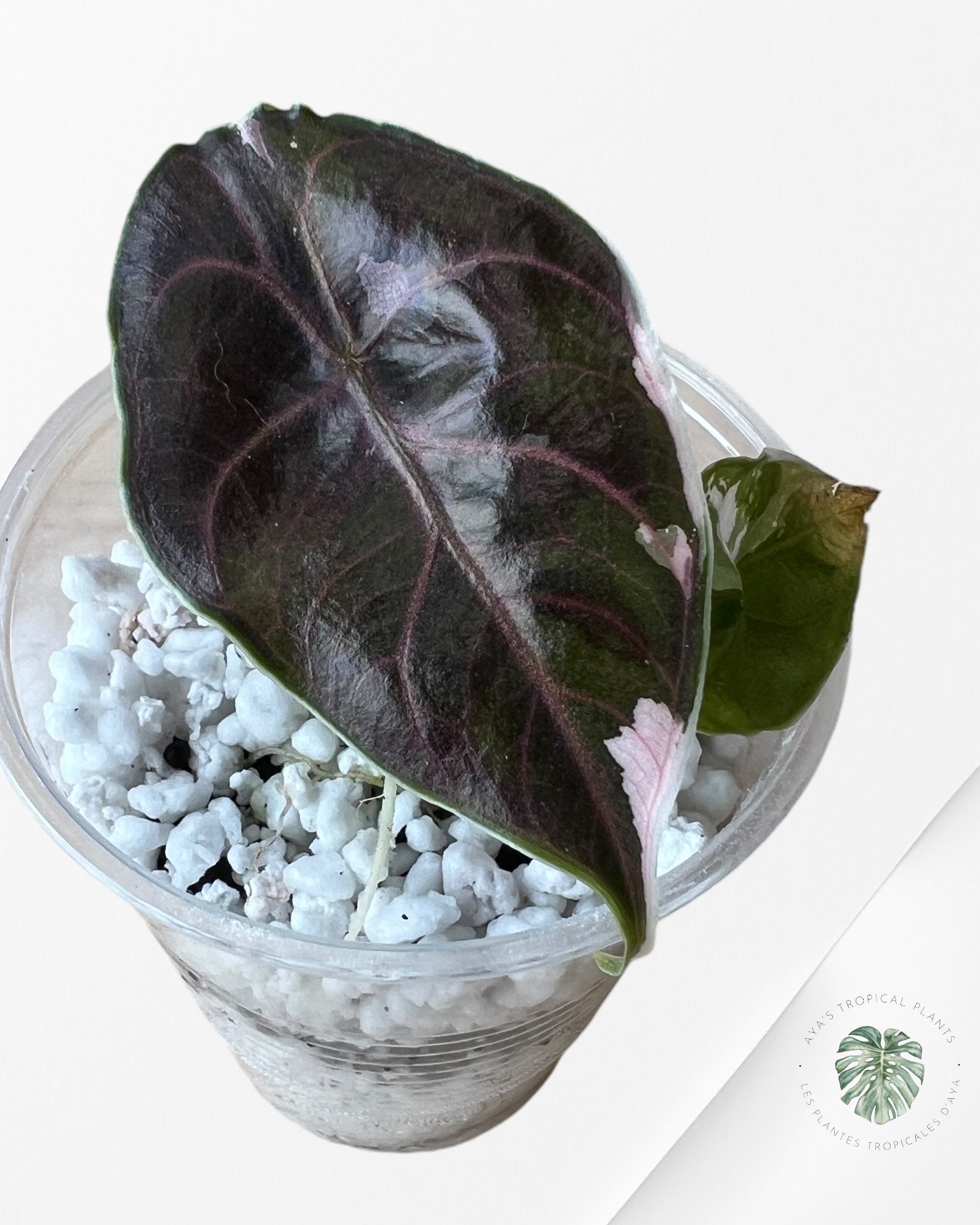 Alocasia Azlanii variegated-ASV1