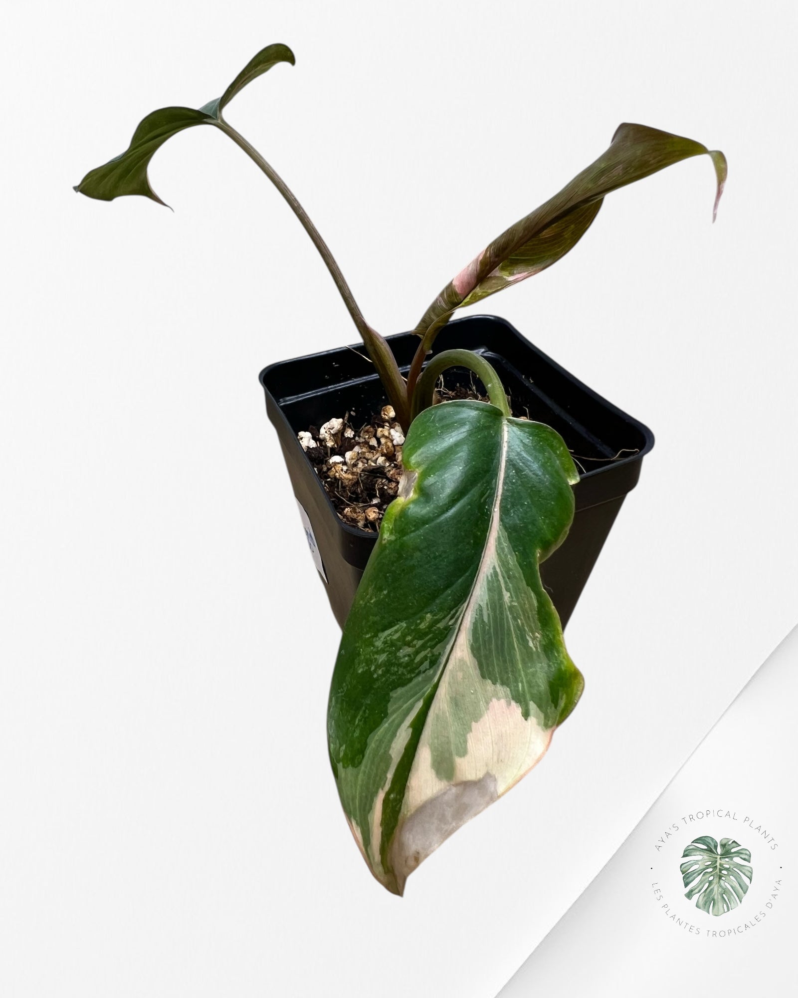 Homalomena Pink Diamond - V
