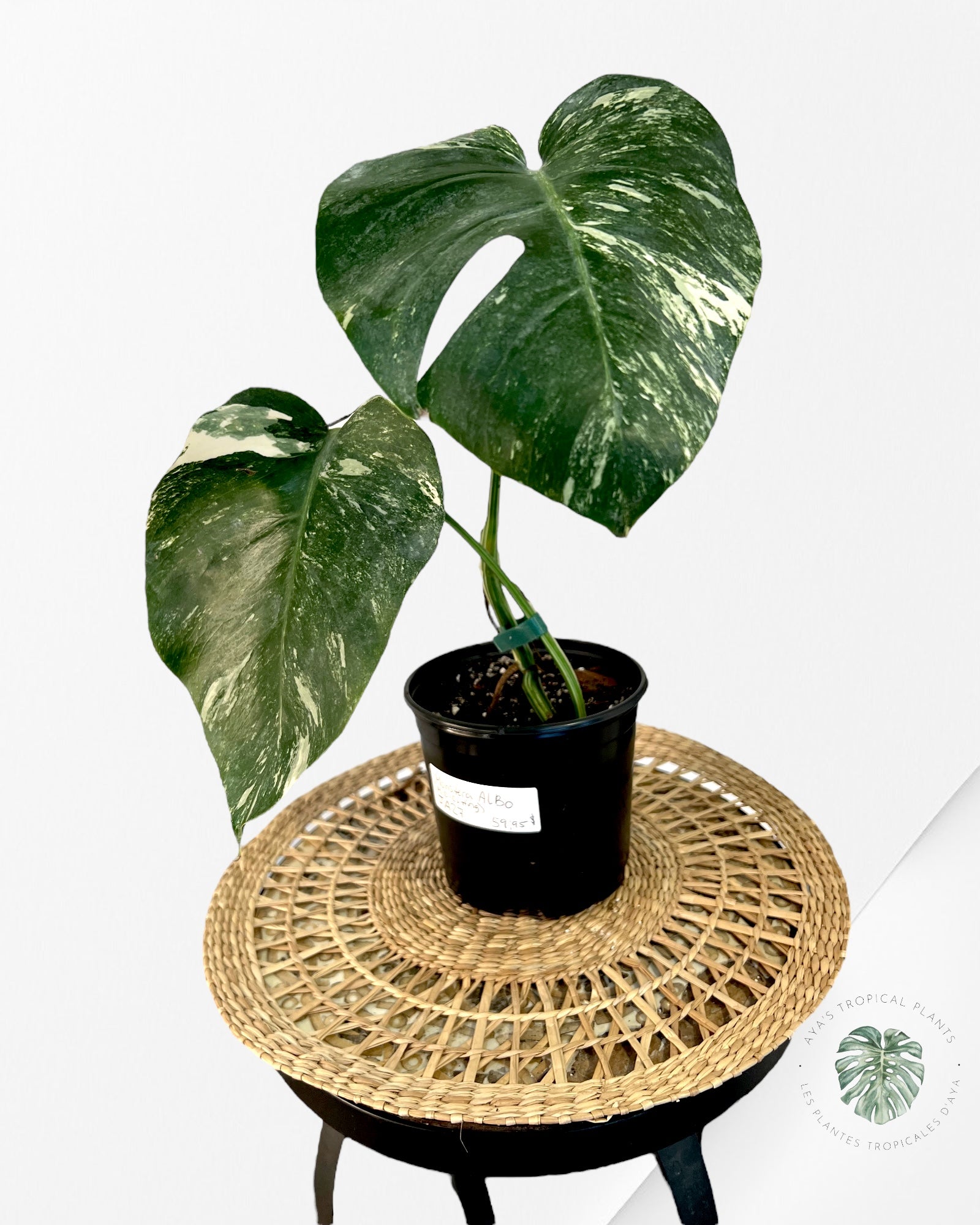 Monstera Borsigiana Albo (mi-coupe) - JA27