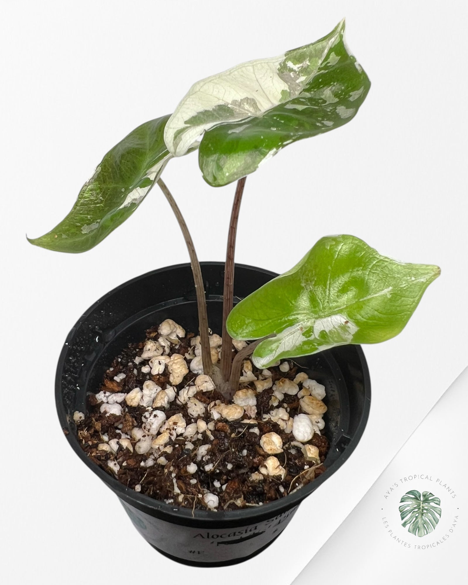 Alocasia Pseudo Sanderiana Albo/Pink