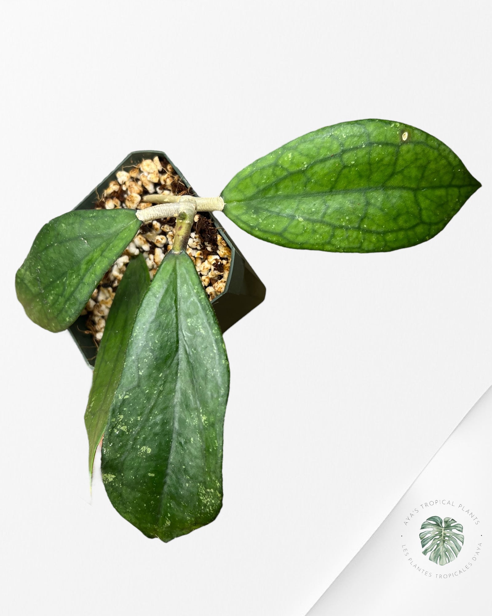 Hoya cv. 'Jennifer' - F8