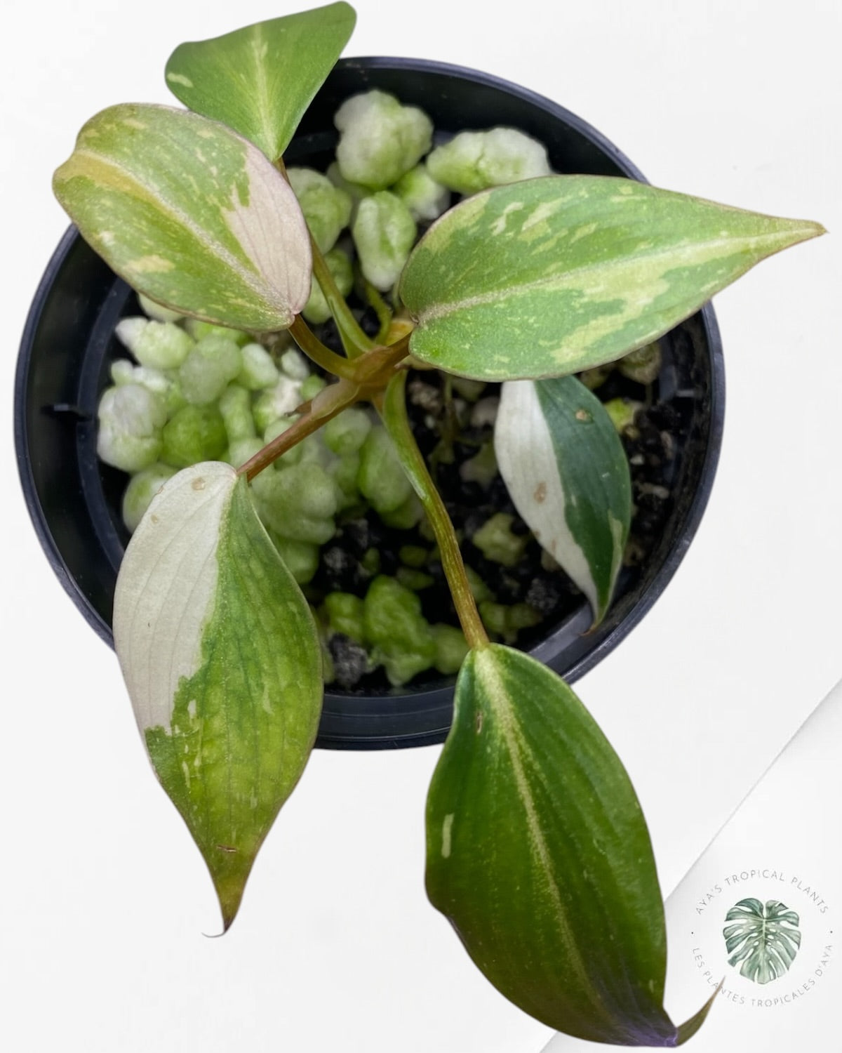 Philodendron Gloriosum Tricolor Variegated
