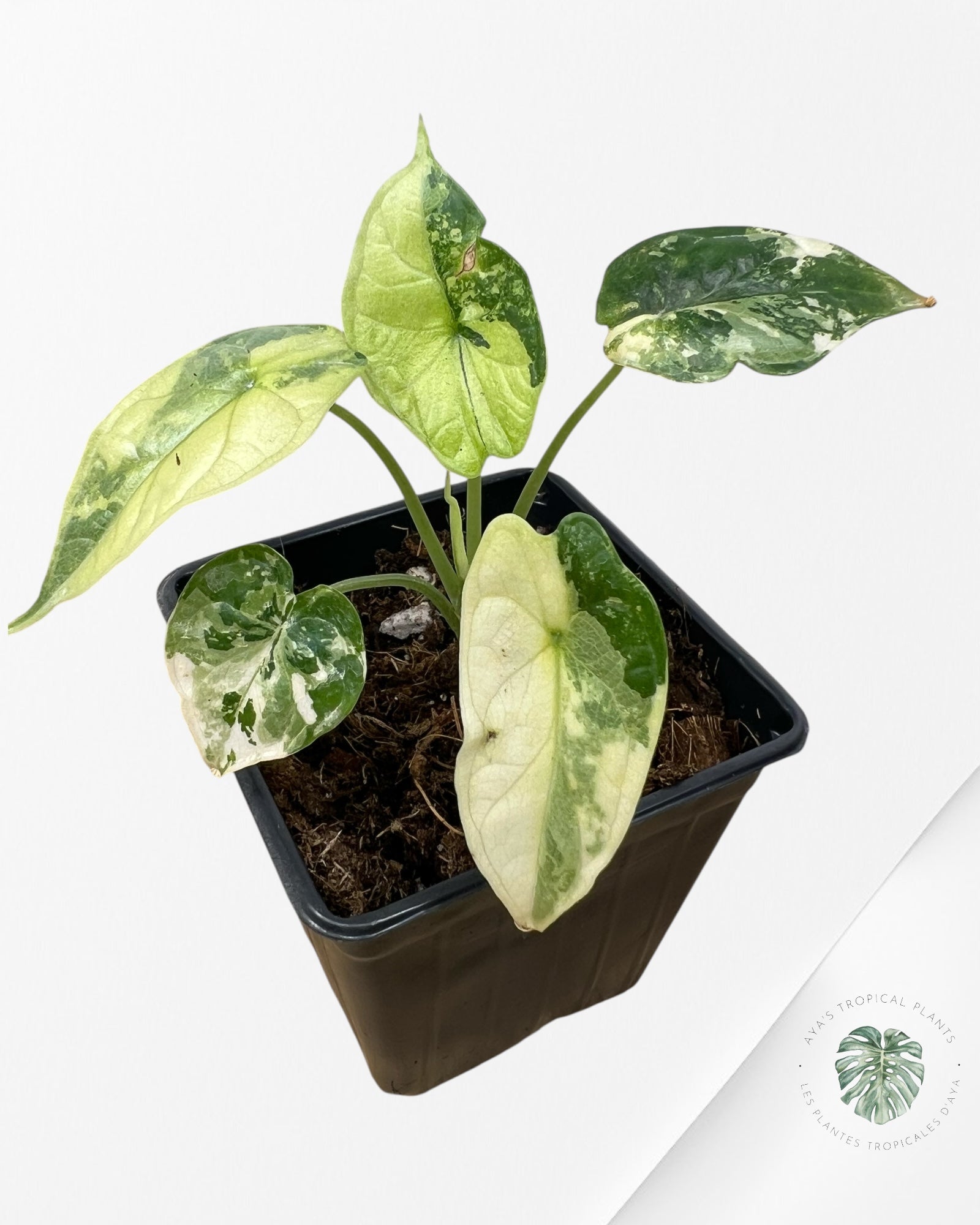 Alocasia baginda ' Dragon Scale’ variegated- F4