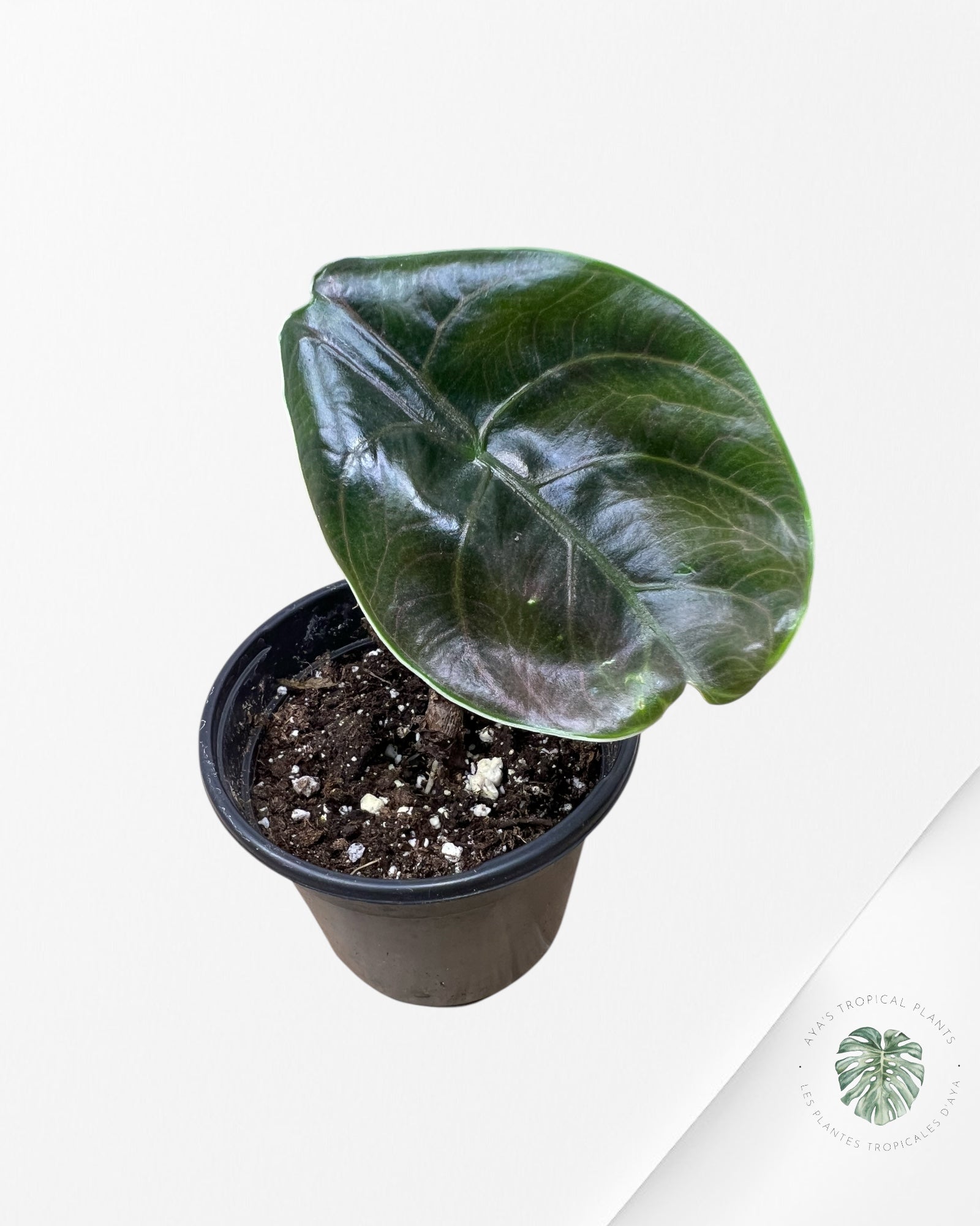 Alocasia Azlanii - F2