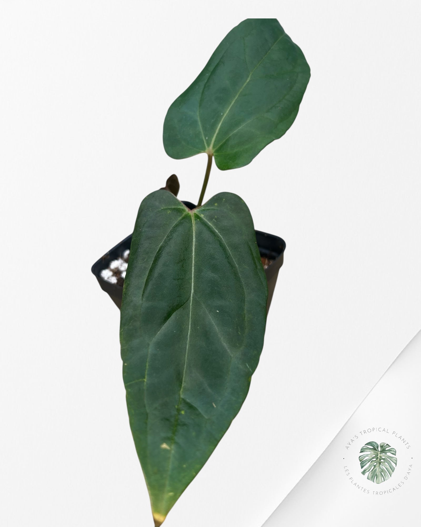 Anthurium Papillilaminum - AP2
